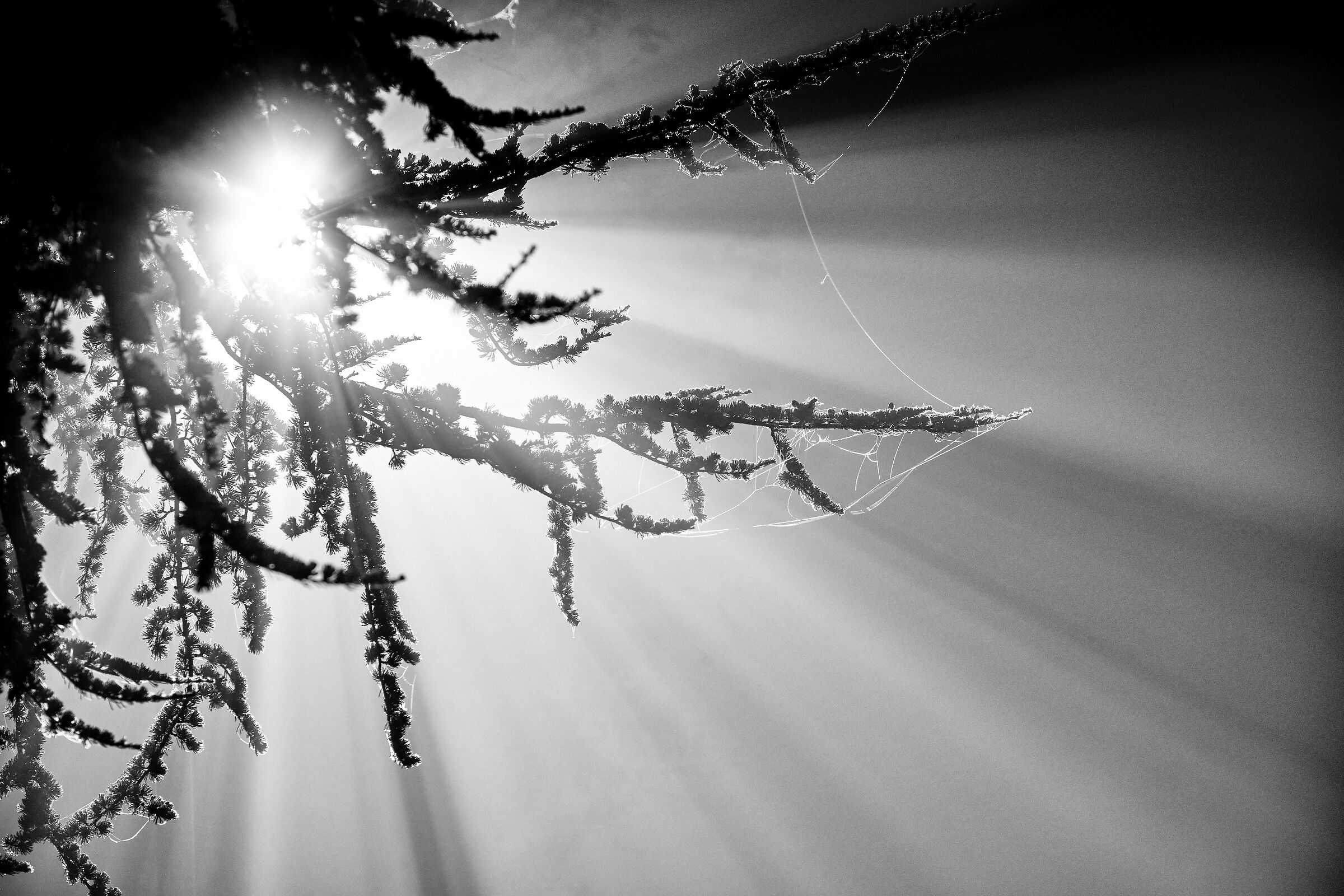 Ray of light in the fog