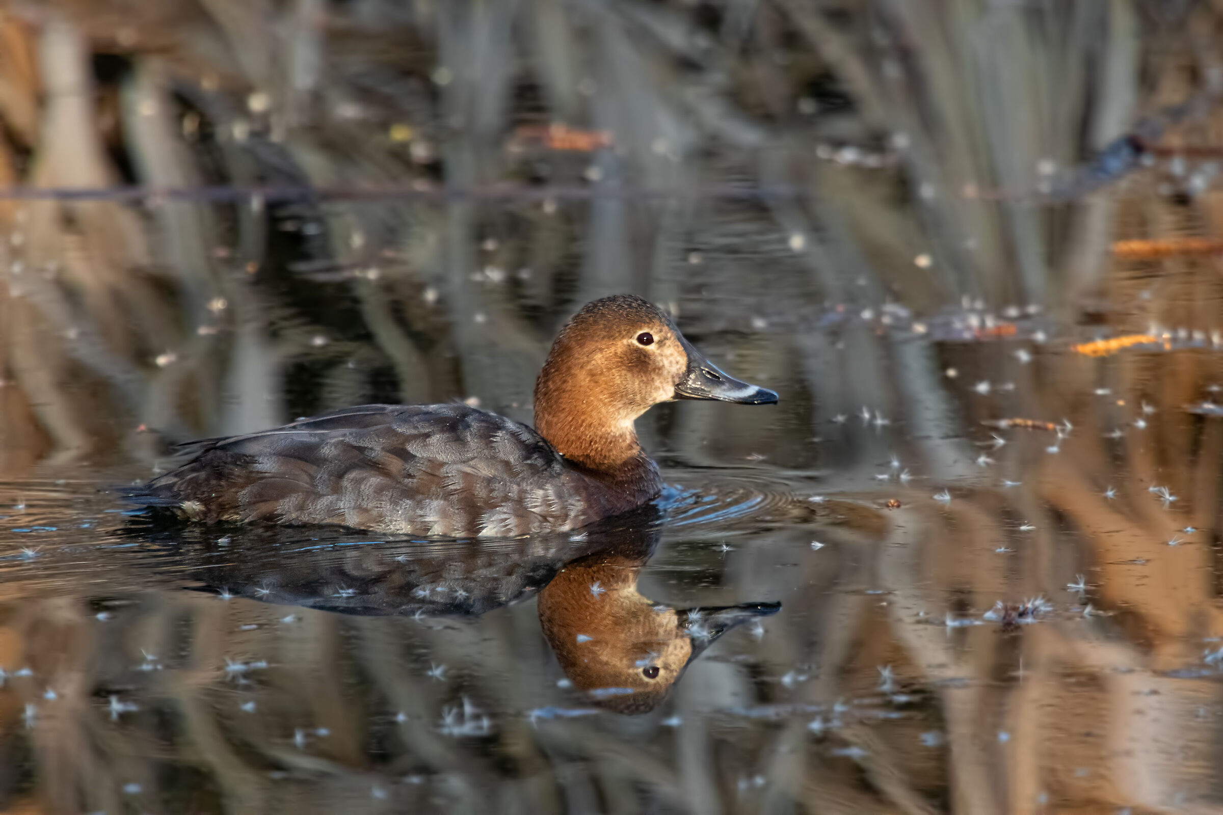 FEMALE OF MORIGLIONE