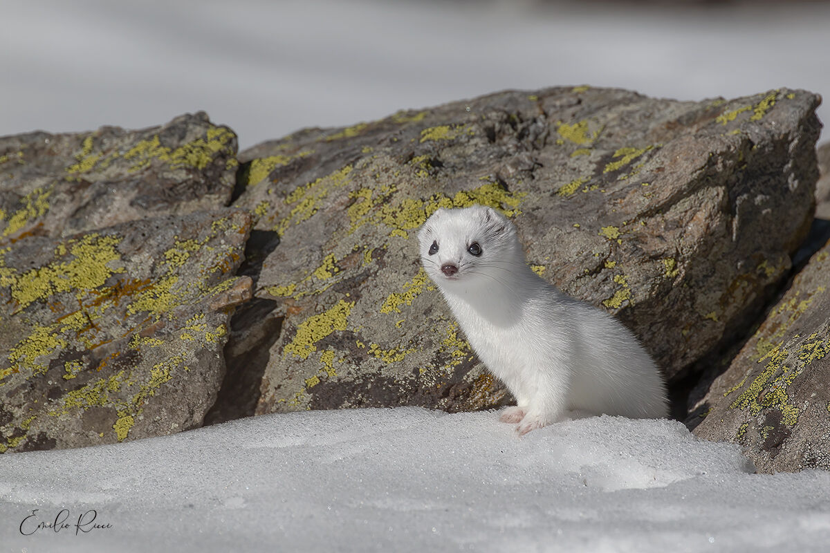 Ermine
