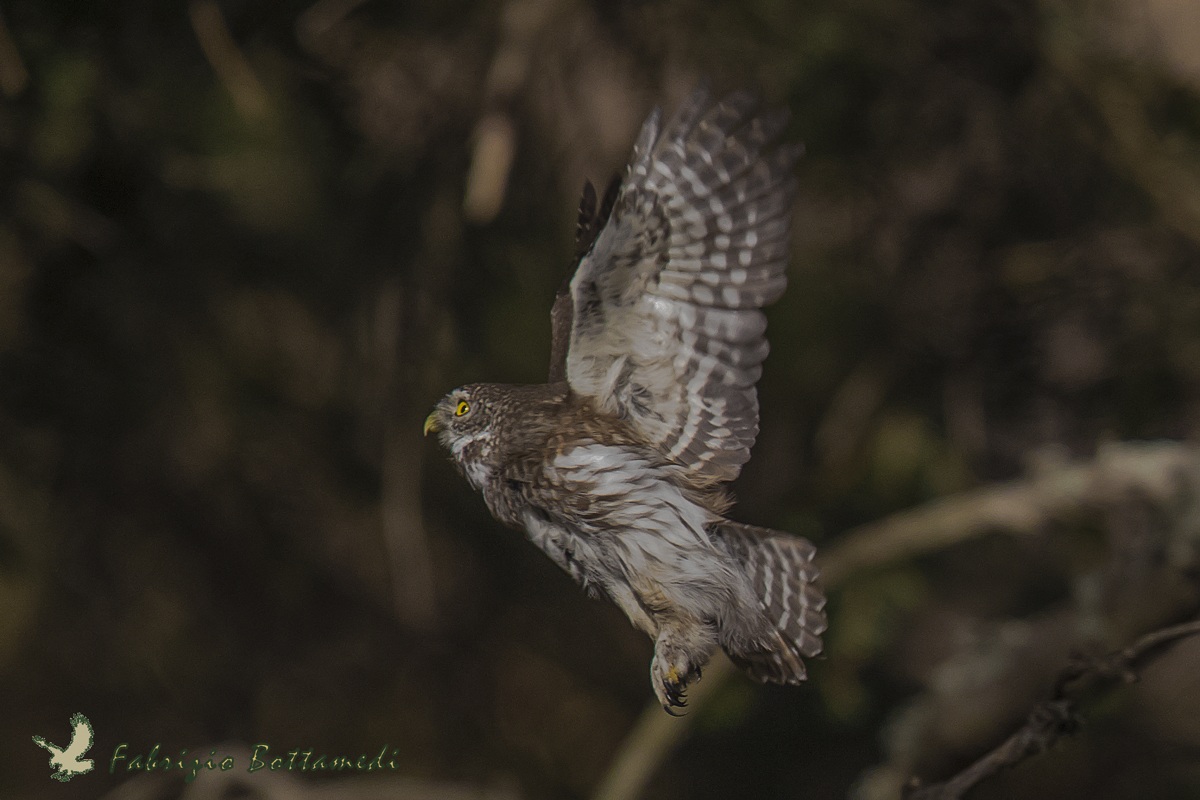 Owl in flight