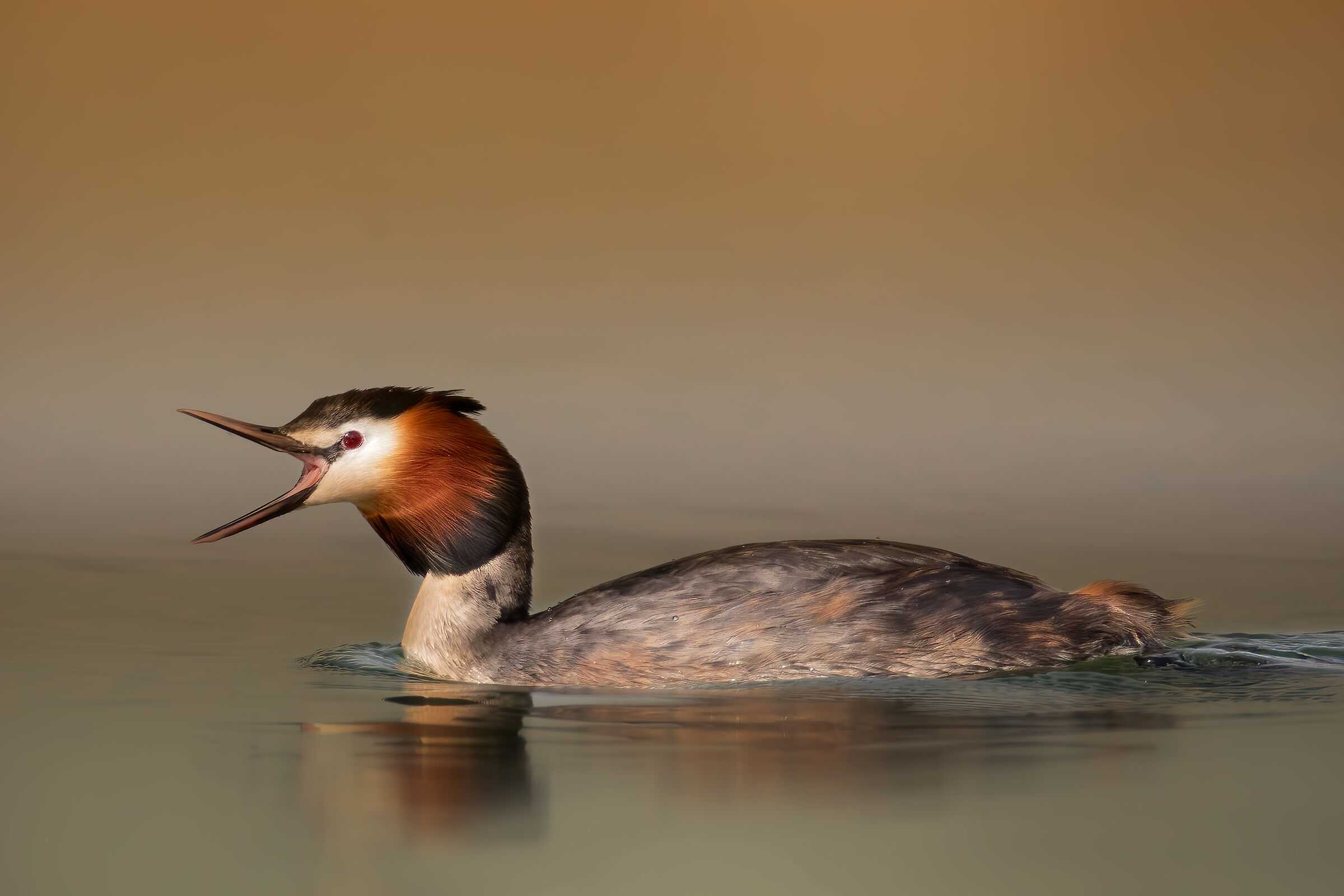 Svasso maggiore in canto