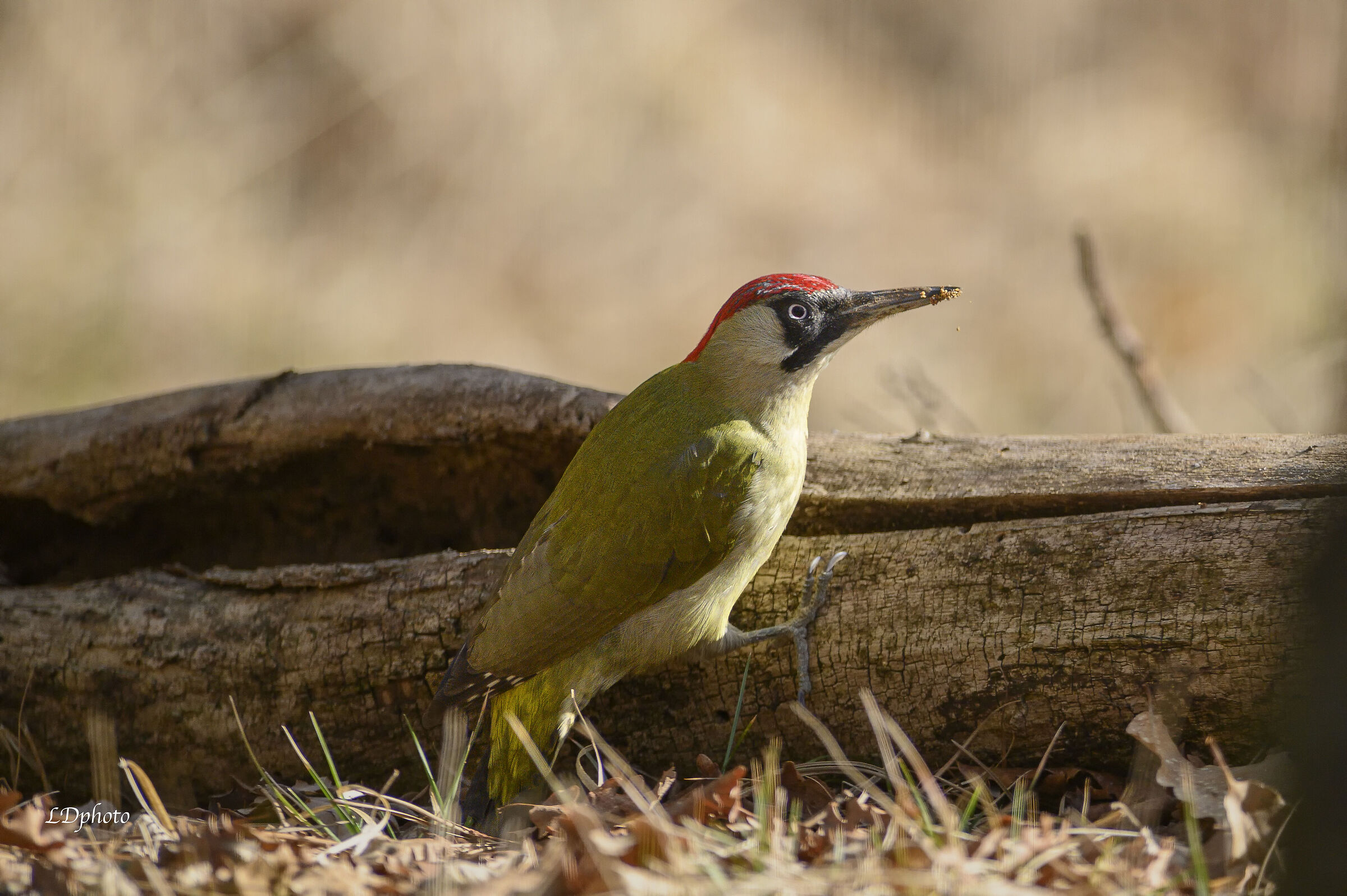 Picchio verde (Picus viridis)