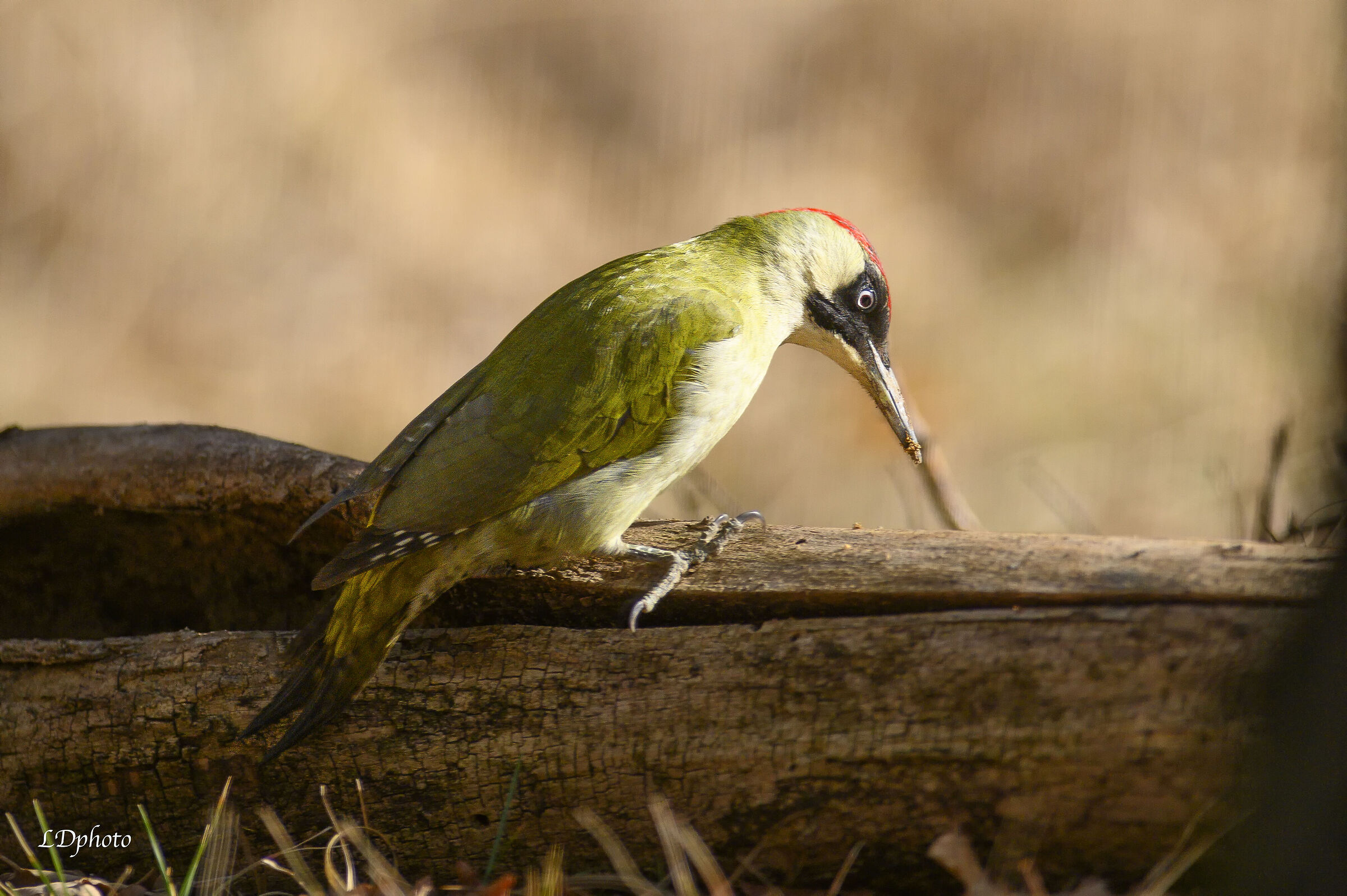 Picchio verde (Picus viridis)