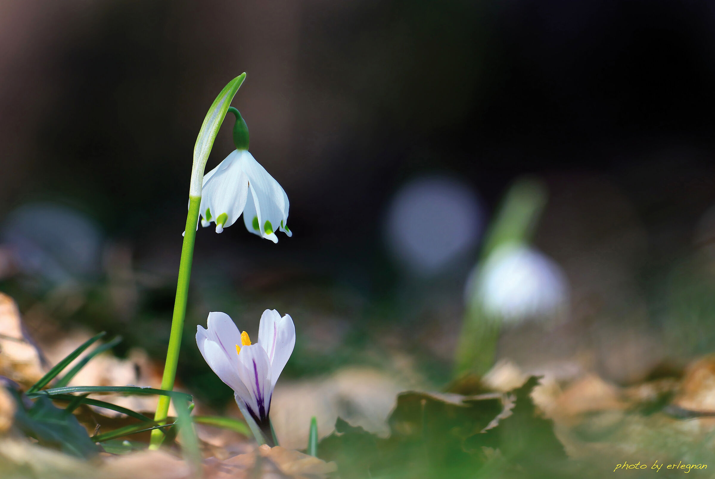 the bell and the crocus