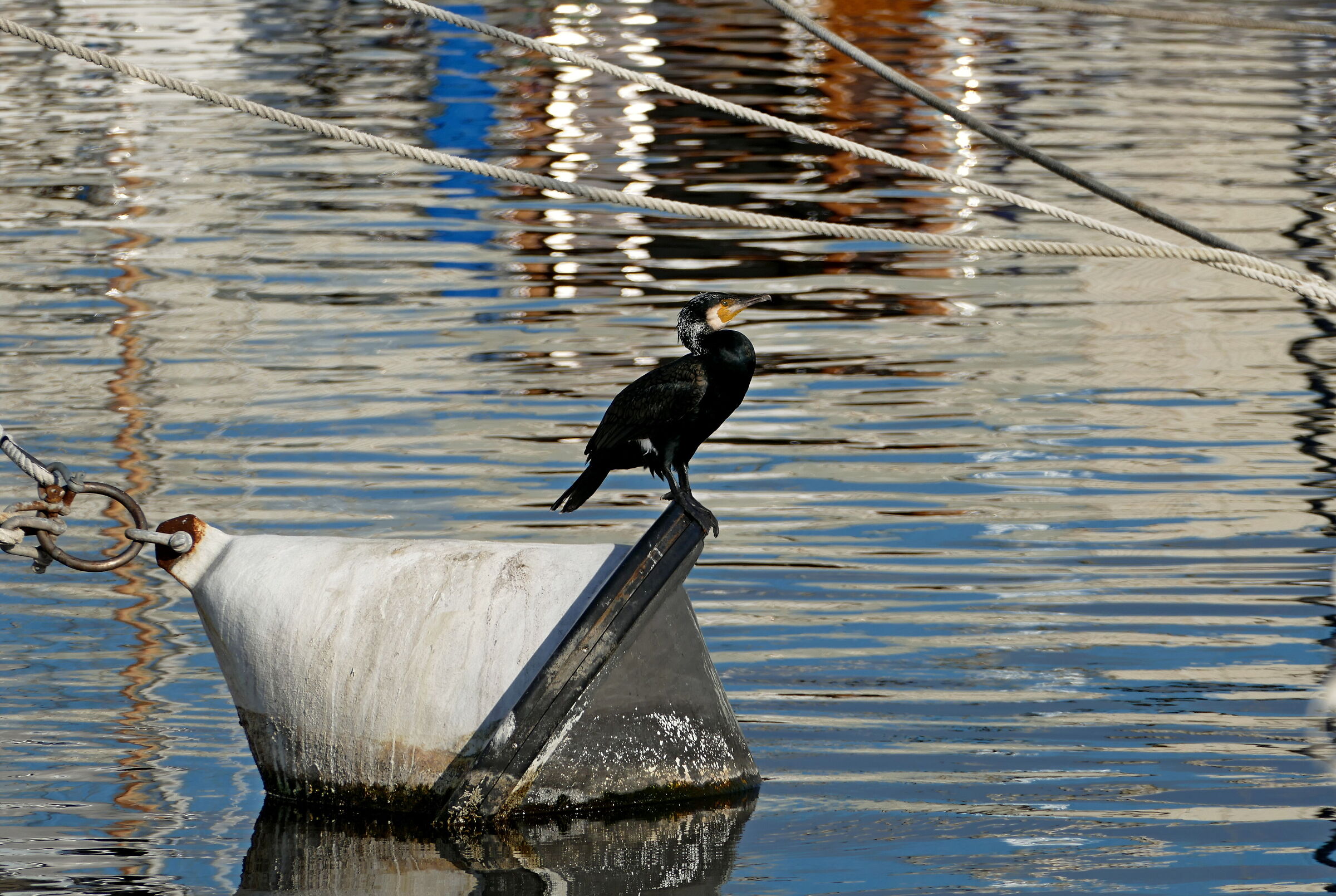 Pronto per il tuffo!