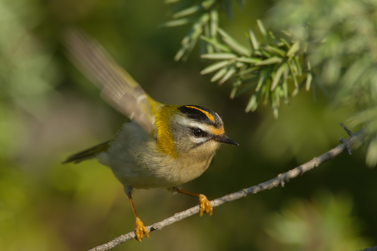 firecrest