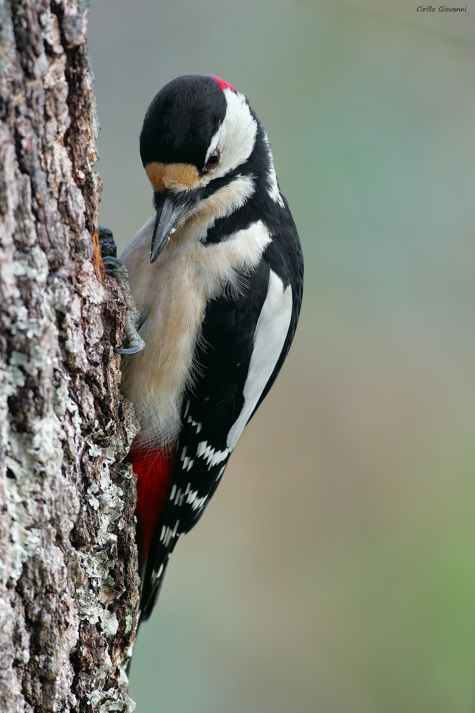 Greater red woodpecker