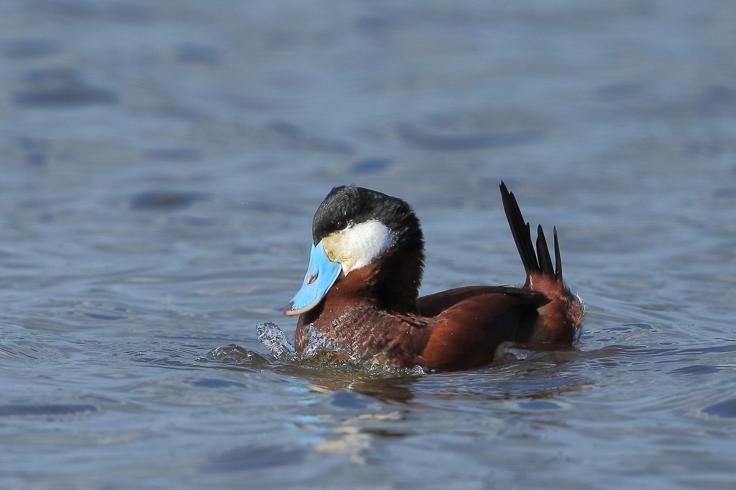 Hunchback of Jamaica