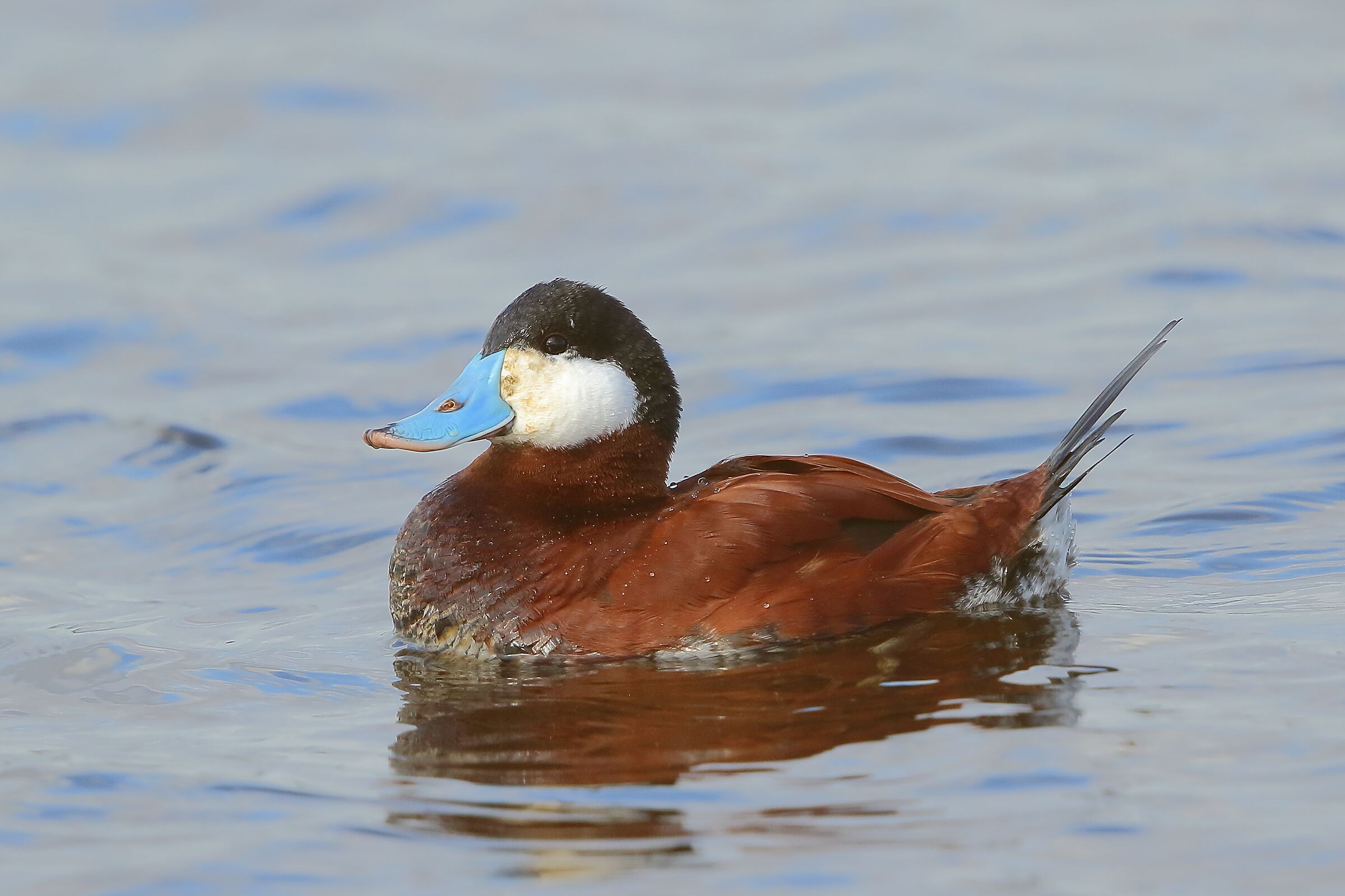 Hunchback of Jamaica