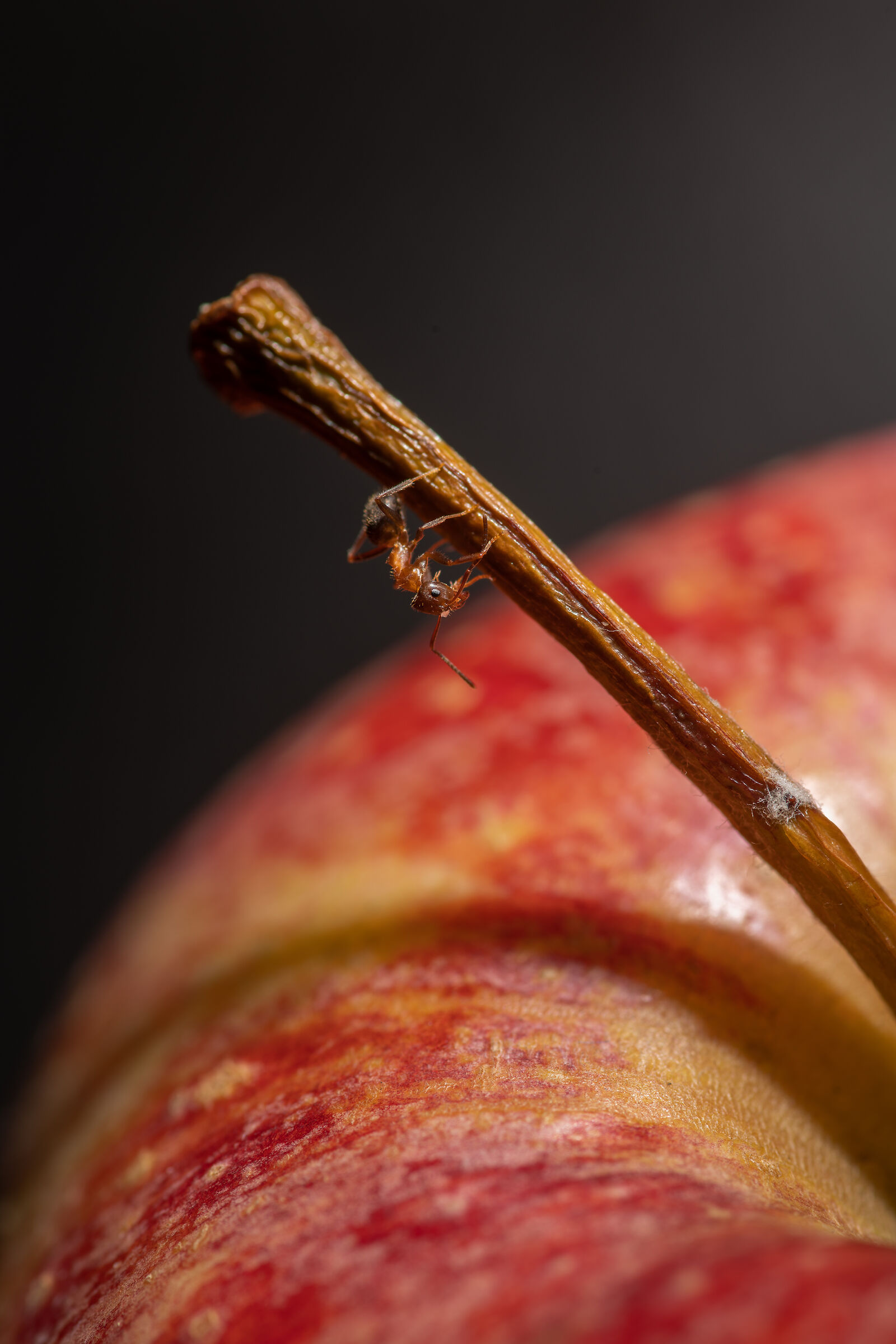 Apple ant