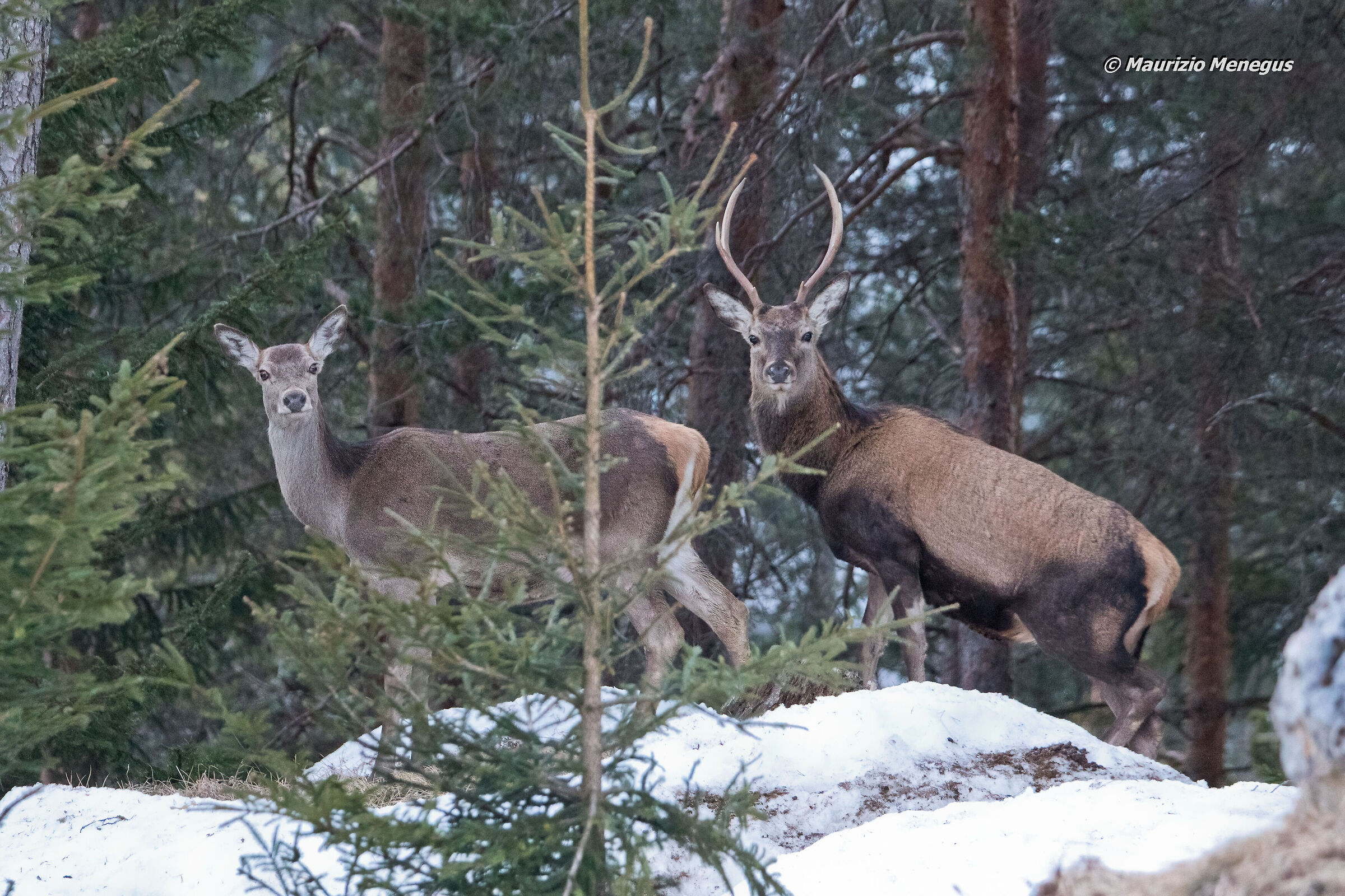 Coppia di cervi a marzo