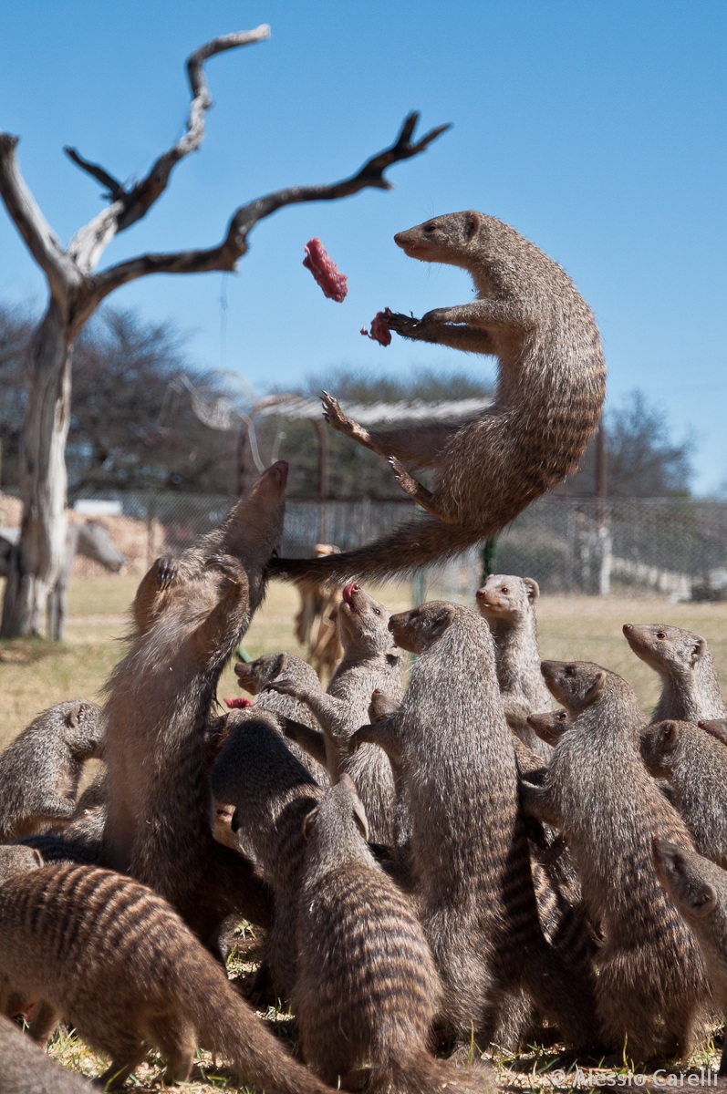 Mongoose feeding... in volo!