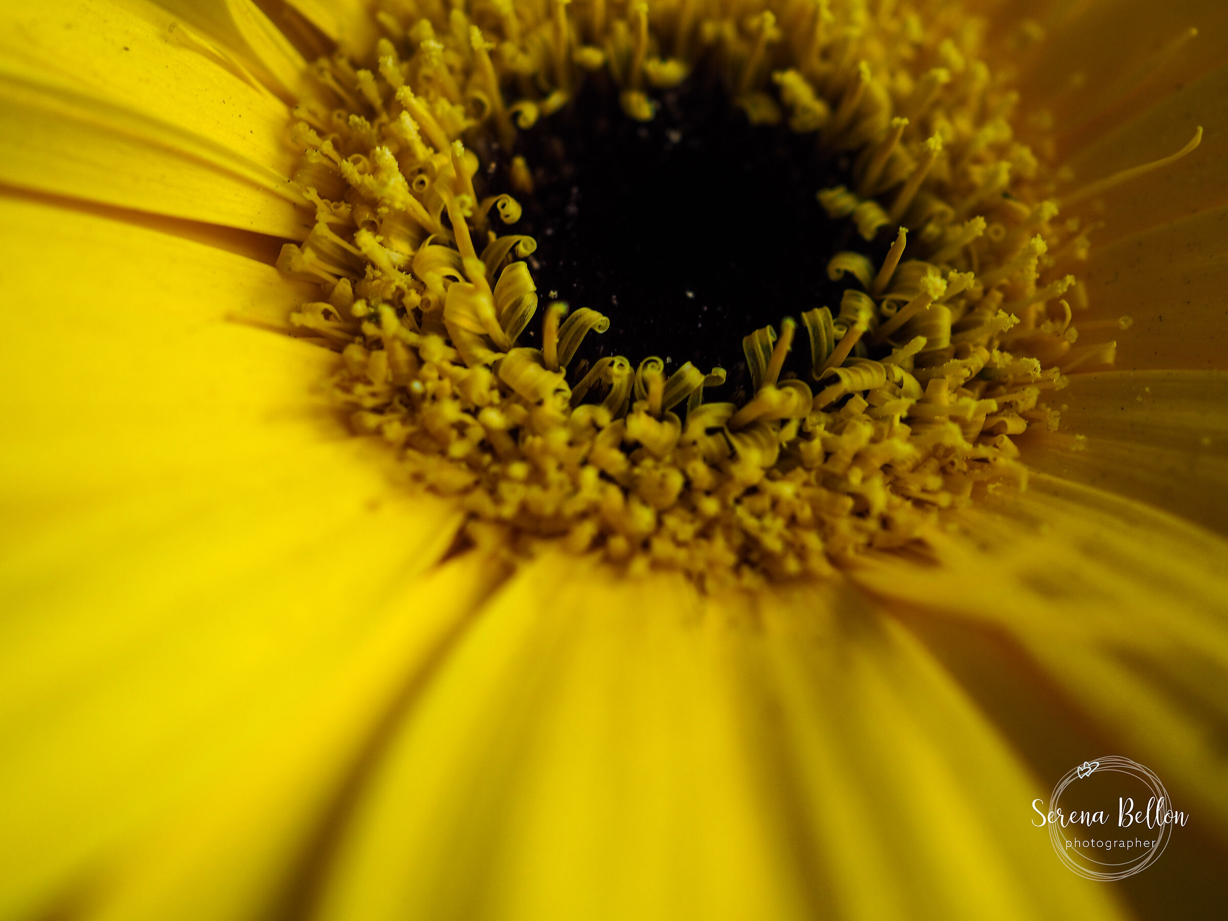 Tu sei un fiore, non lasciare che ti calpestino più.