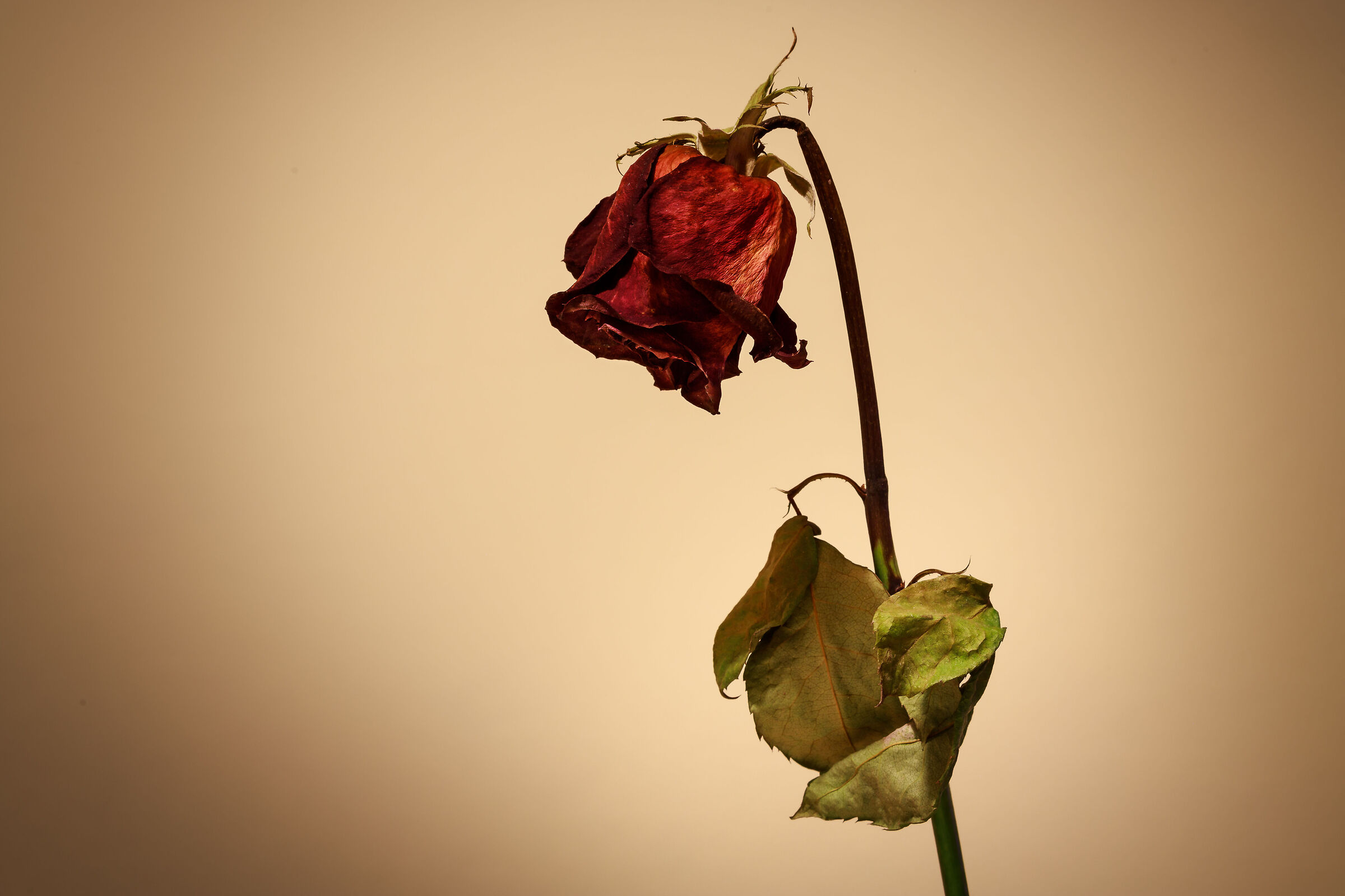 The scarlet rose has died