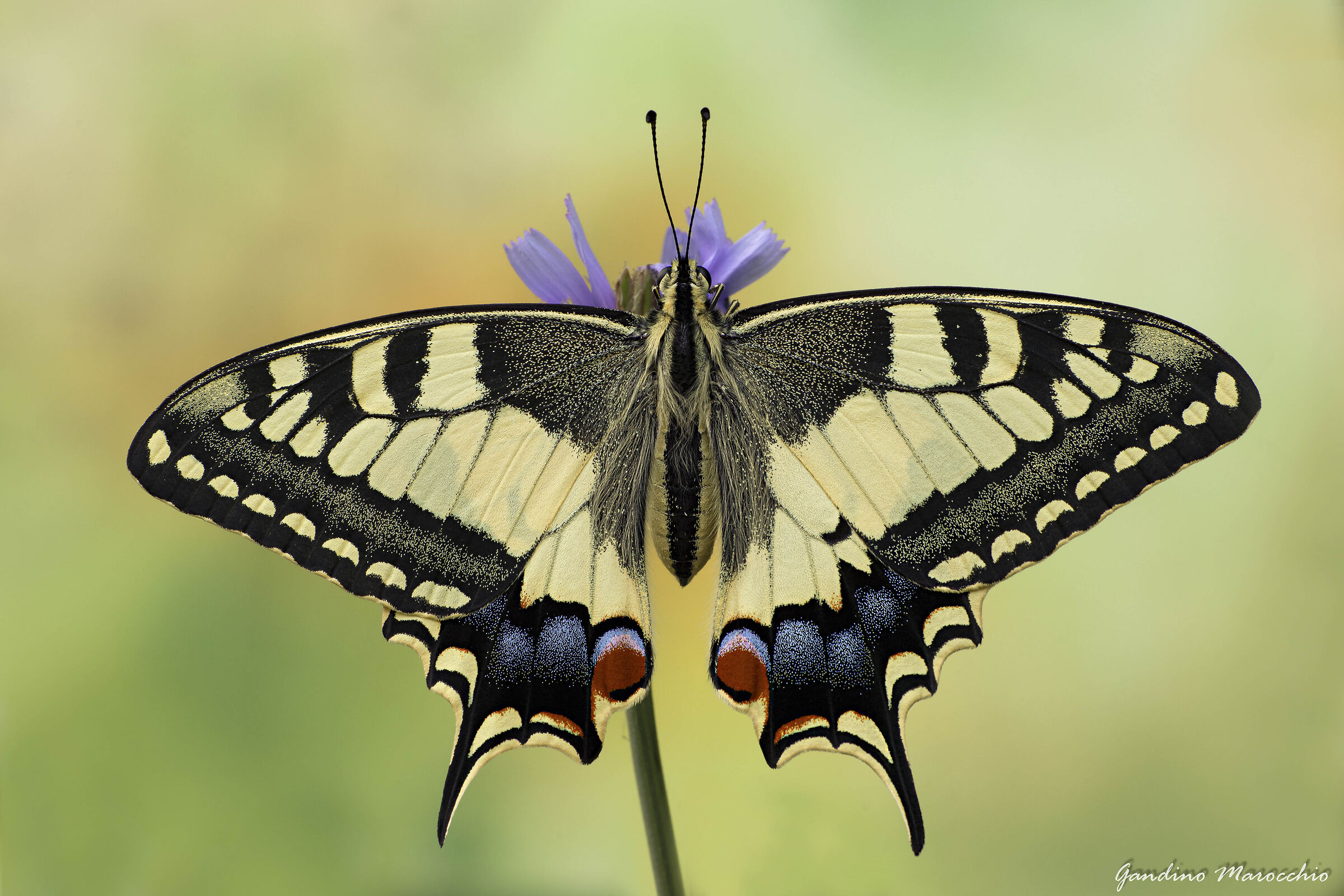 Papilius Machaon