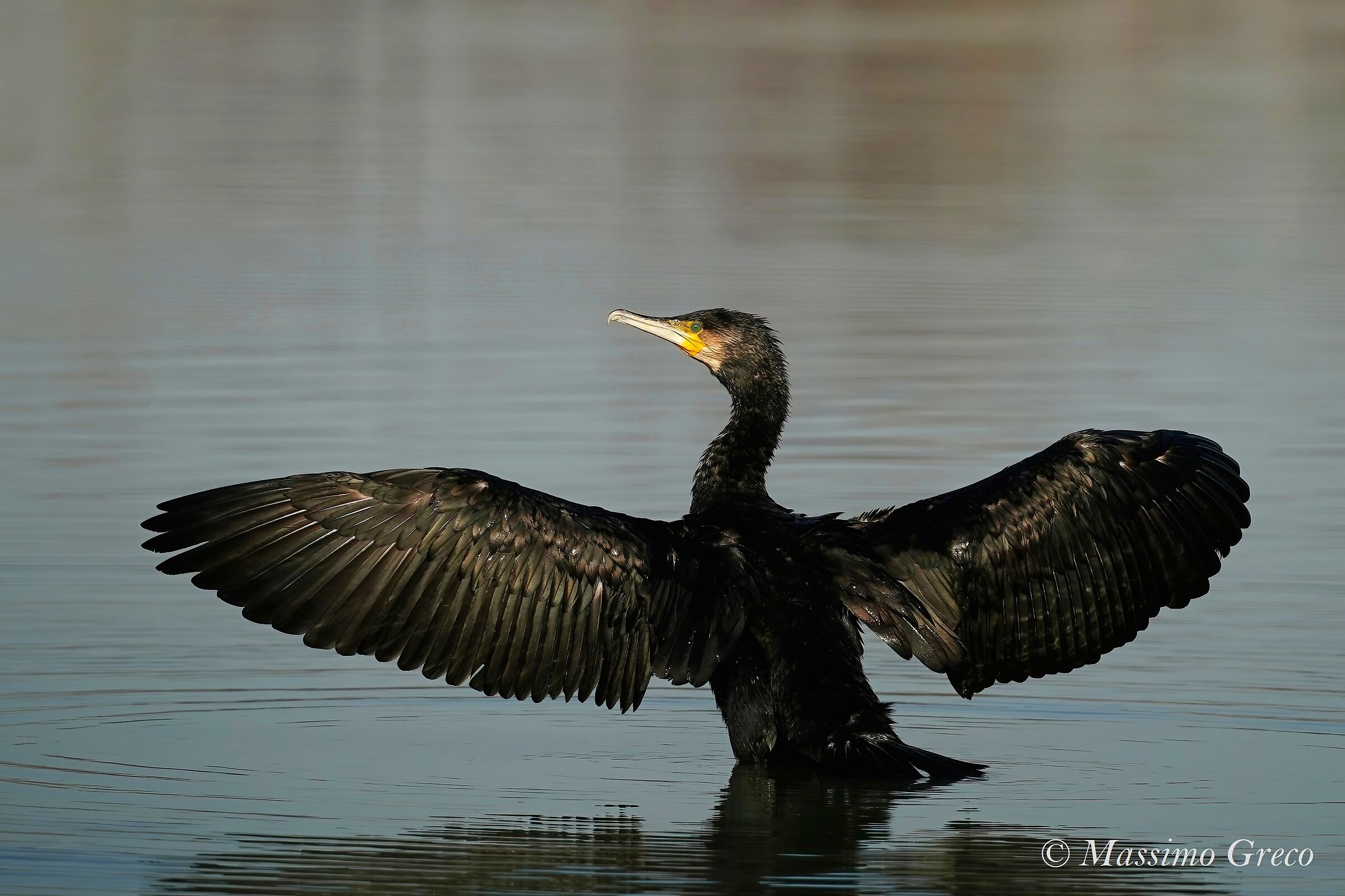 Cormorano (Phalacrocorax carbo)