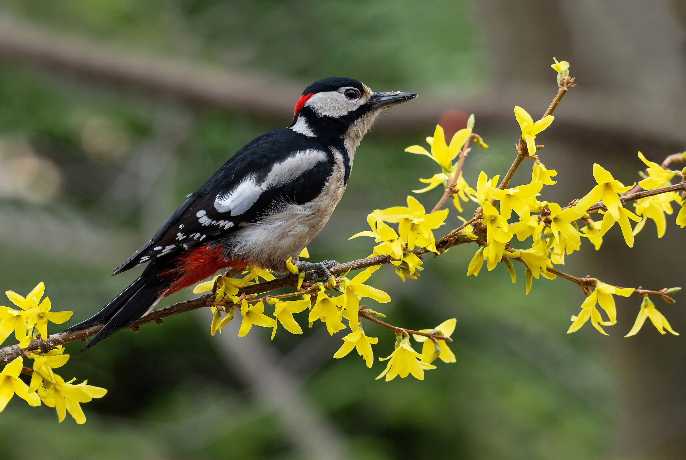 Picchio rosso maggiore