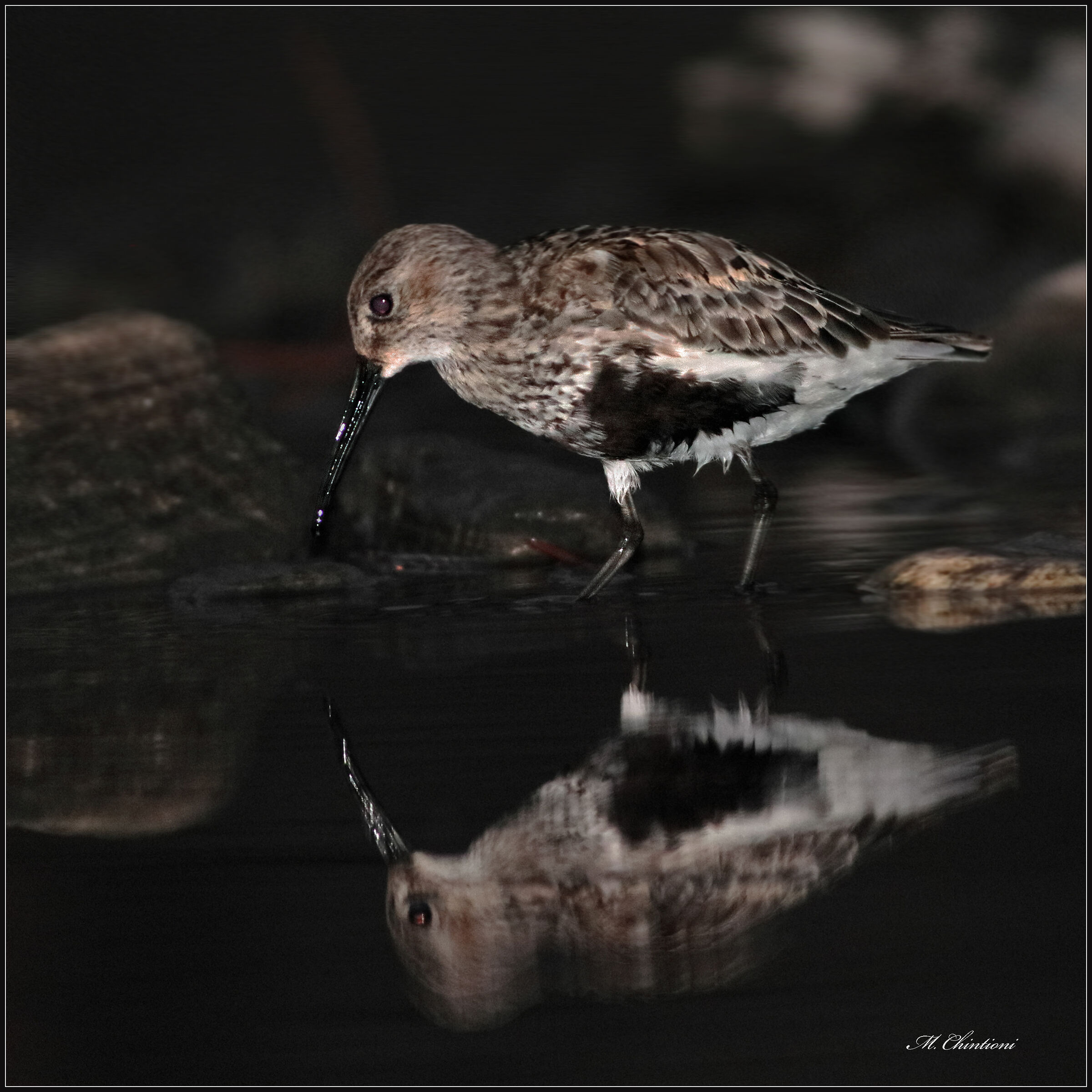 Black belly rain ... at night