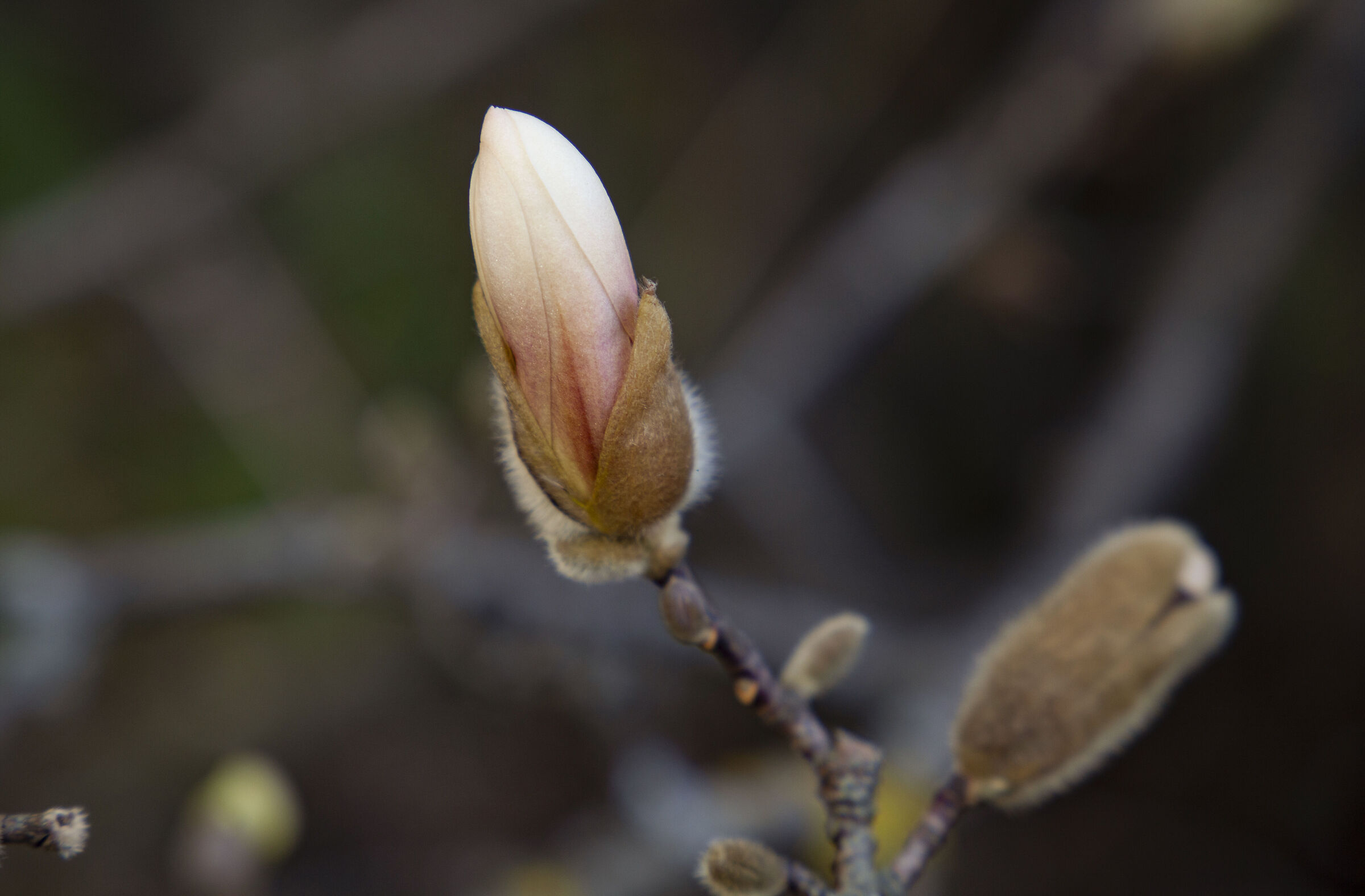 Blooming