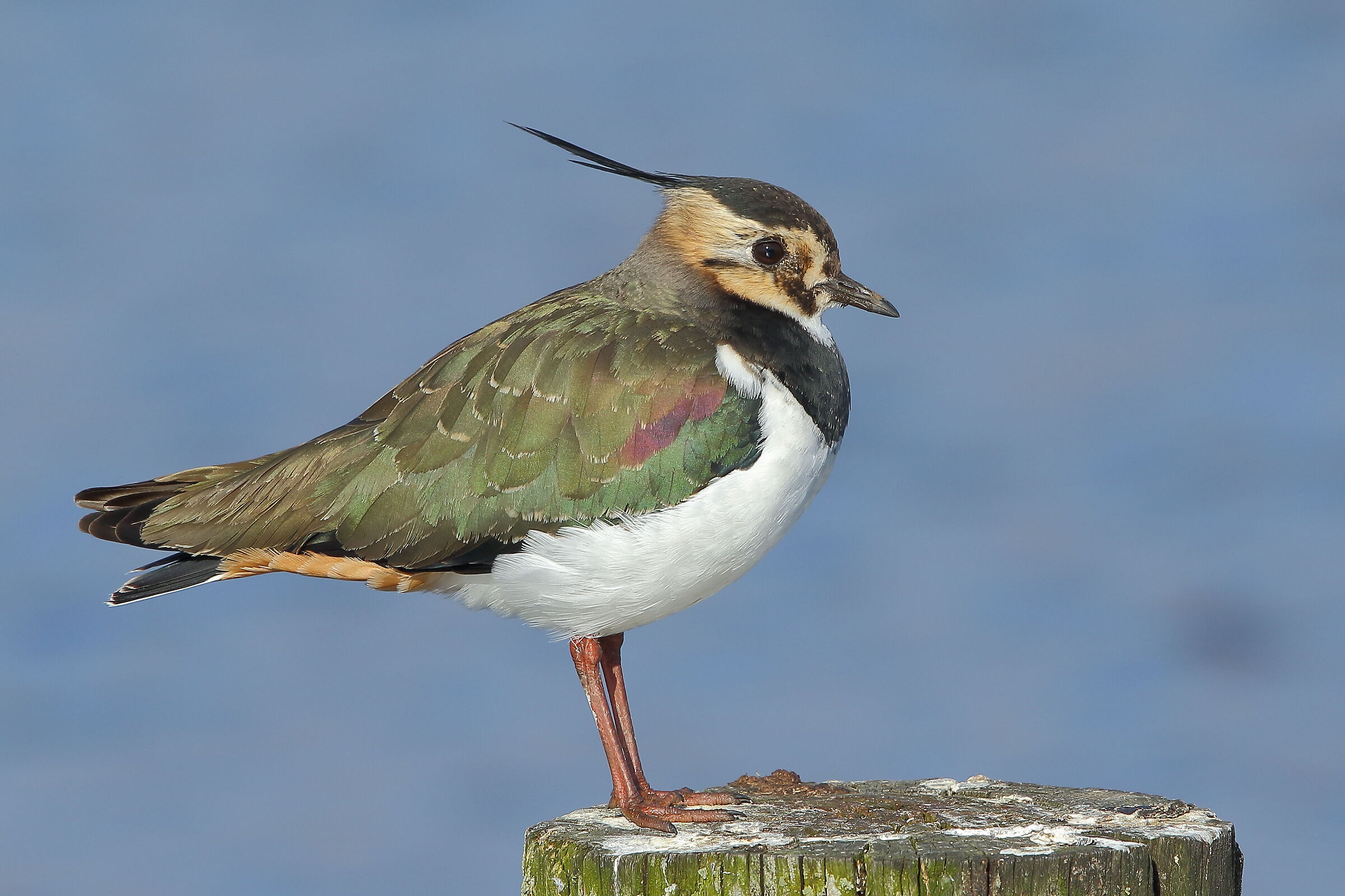 Lapwing