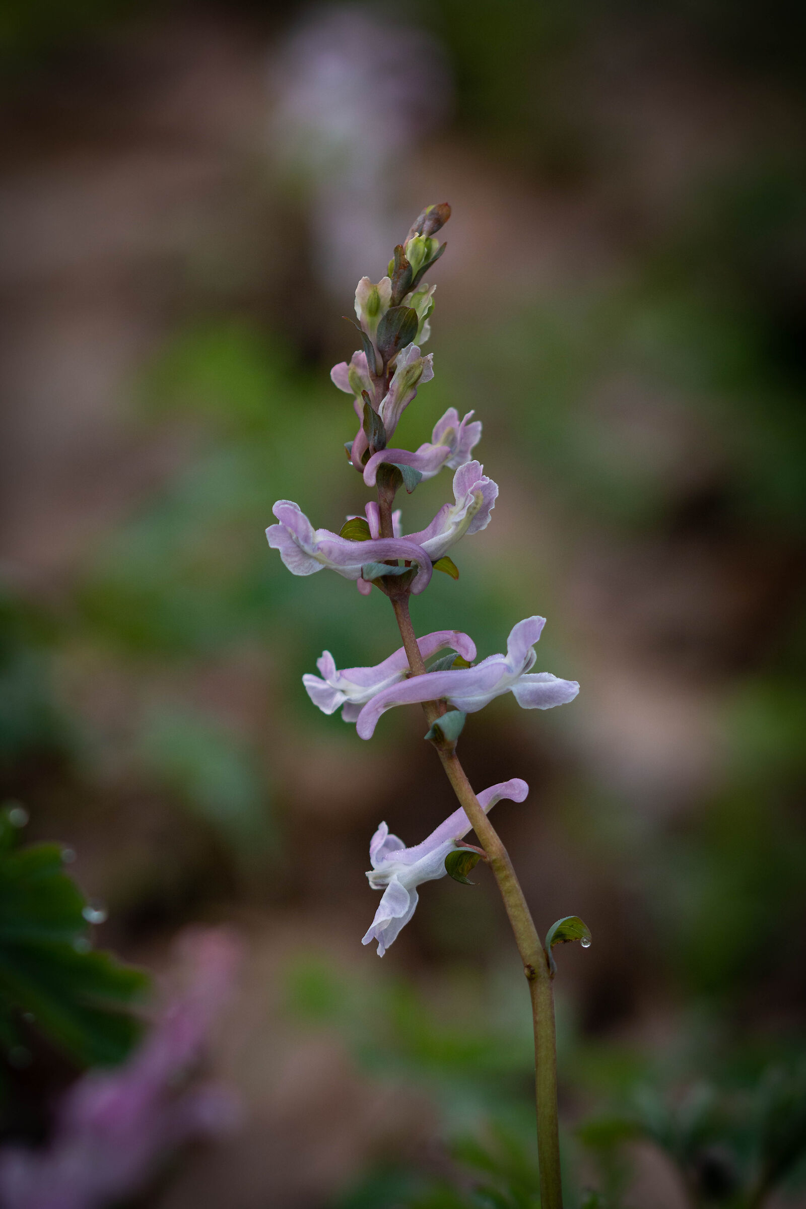 Corydalis cava (?)