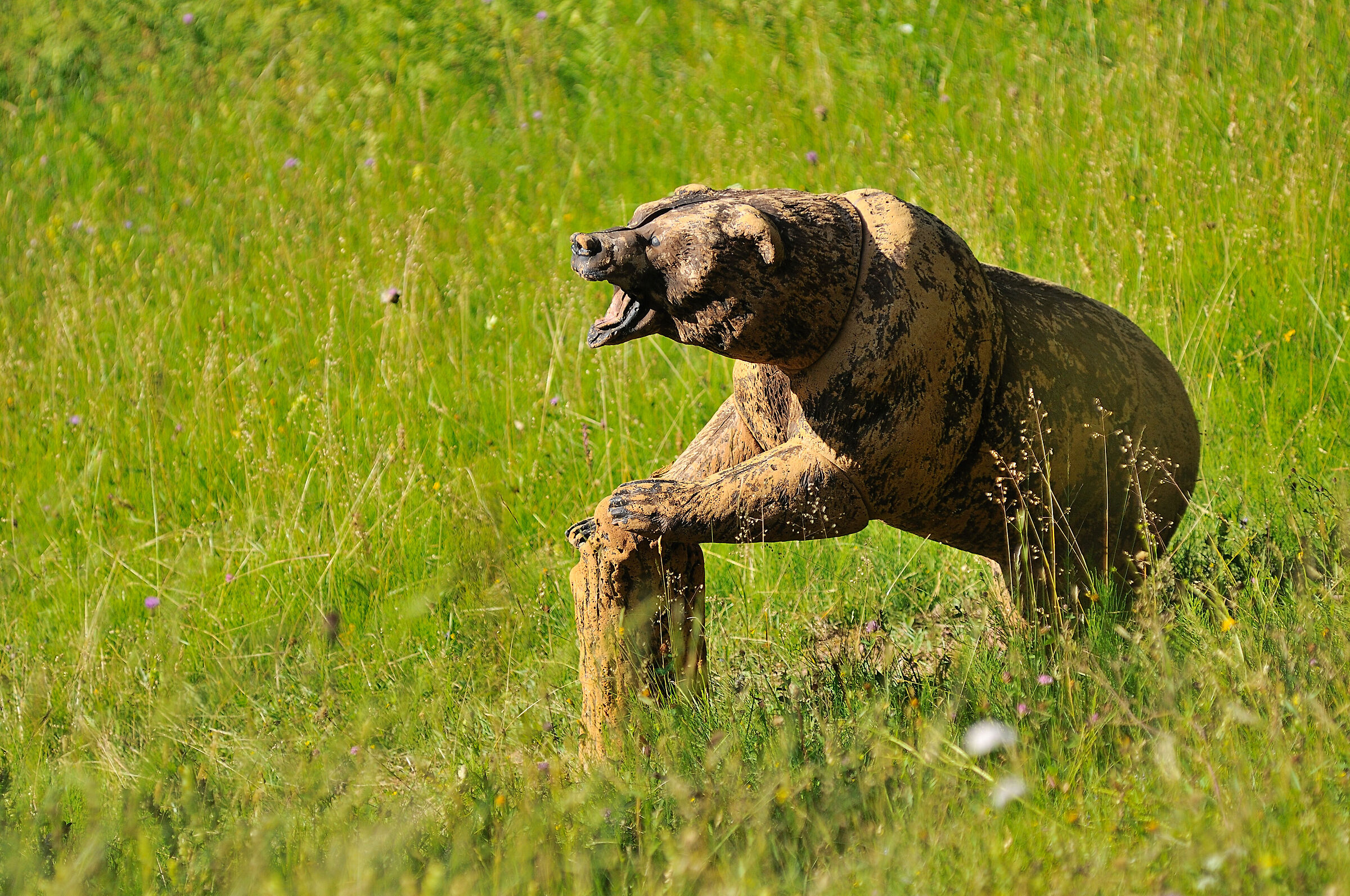 Orso