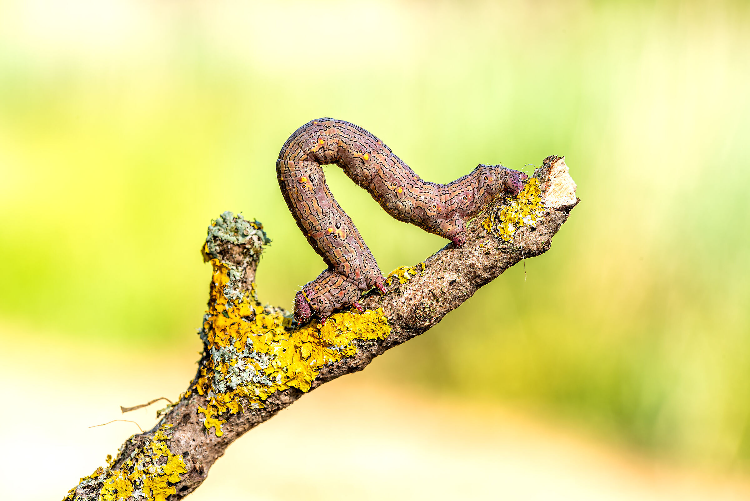 Lycia hirtaria Caterpillar