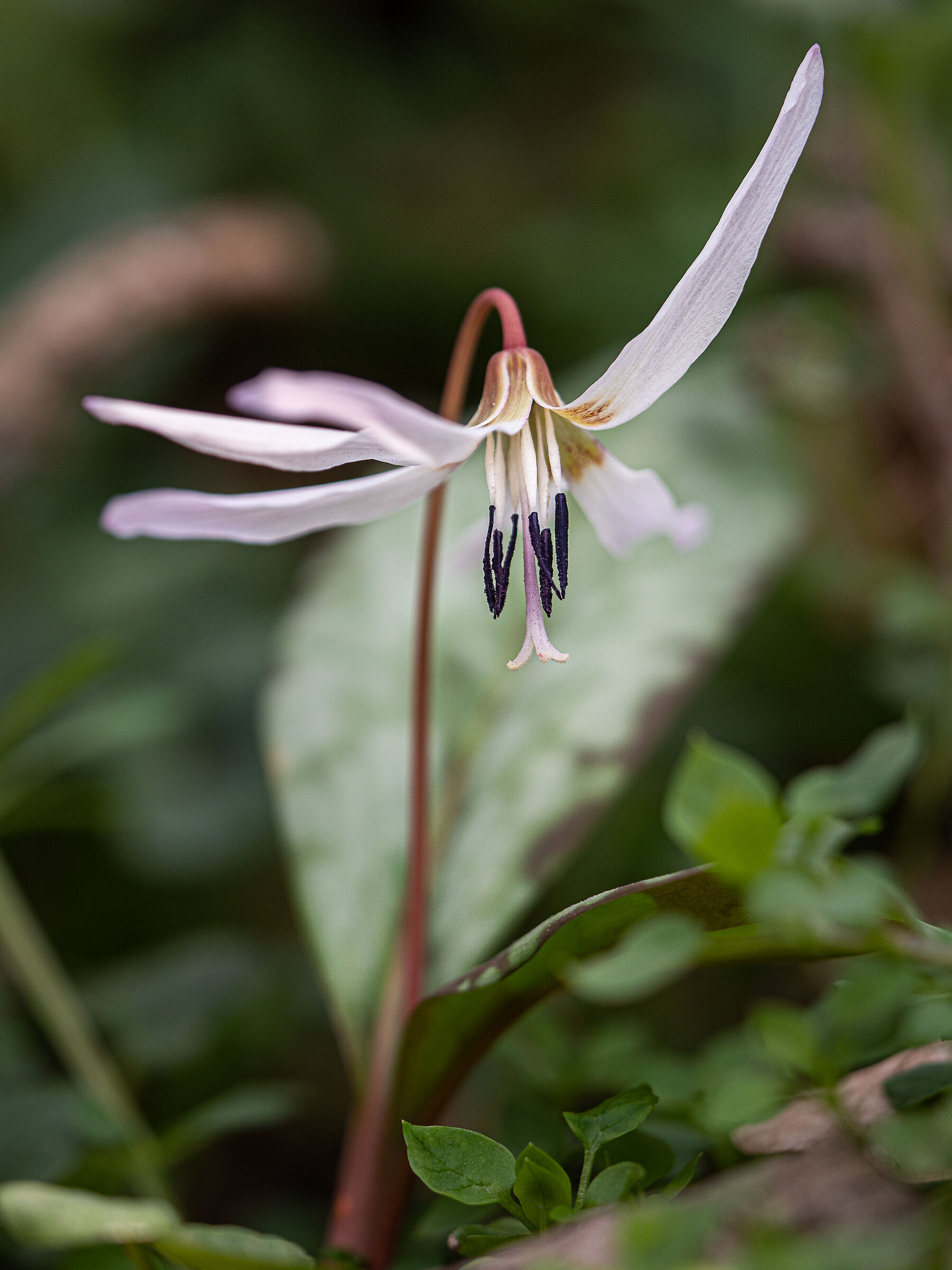 dente di cane  ...primavera alle porte