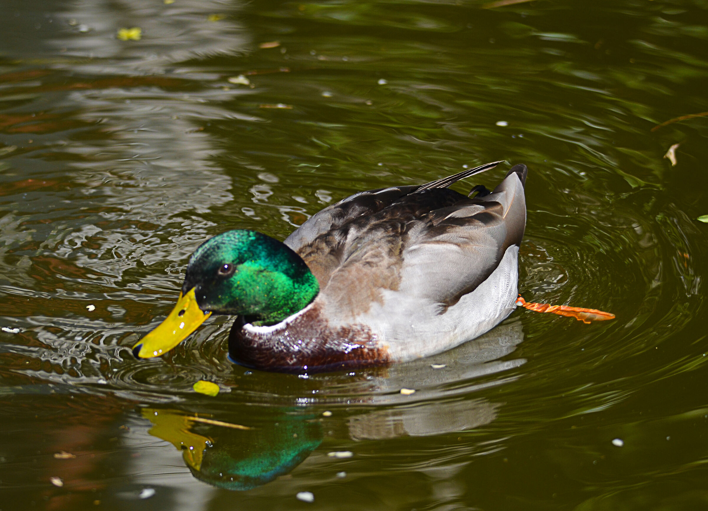 un germano nella roggia