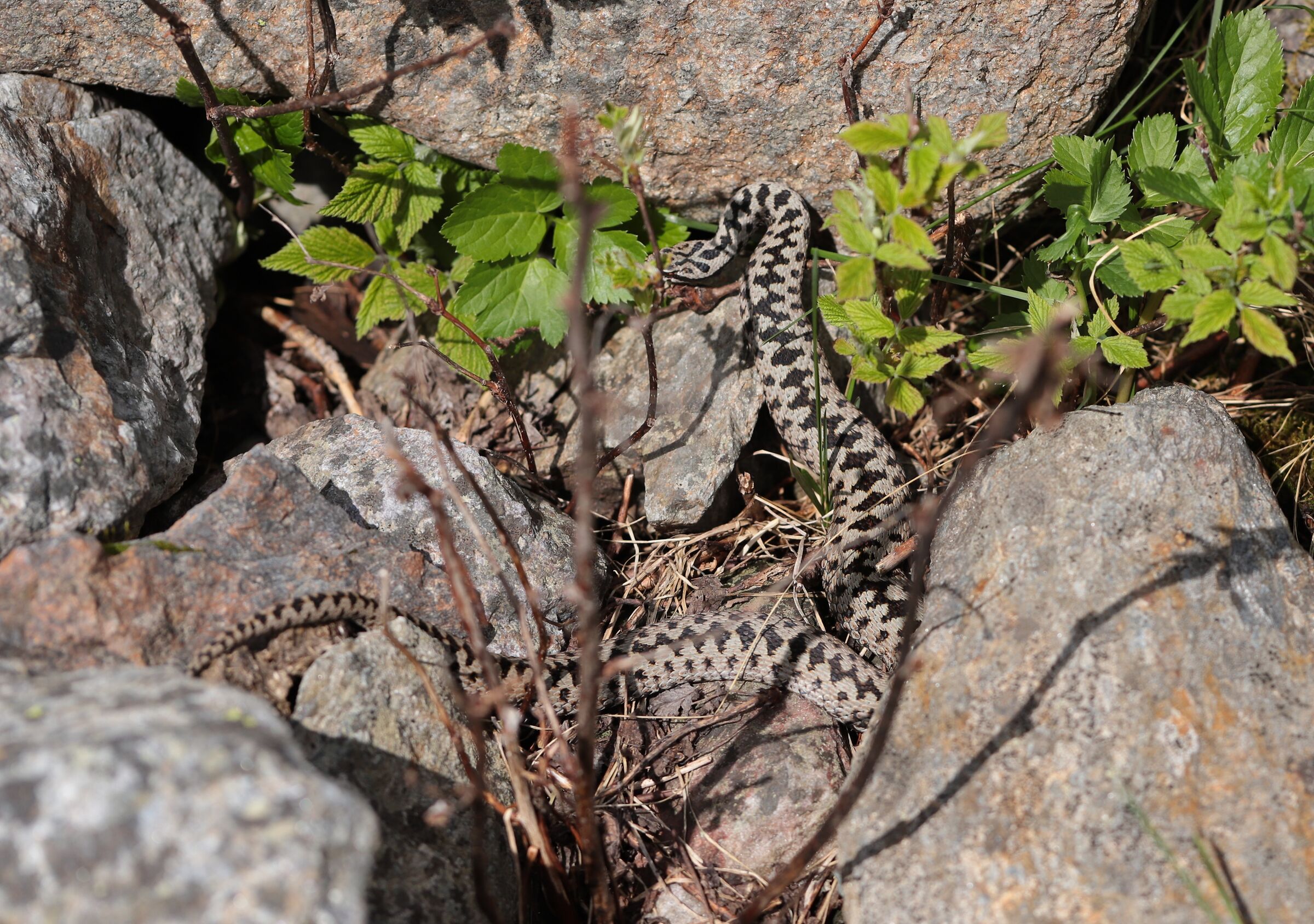 Vipera berus ssp. berus, maschio