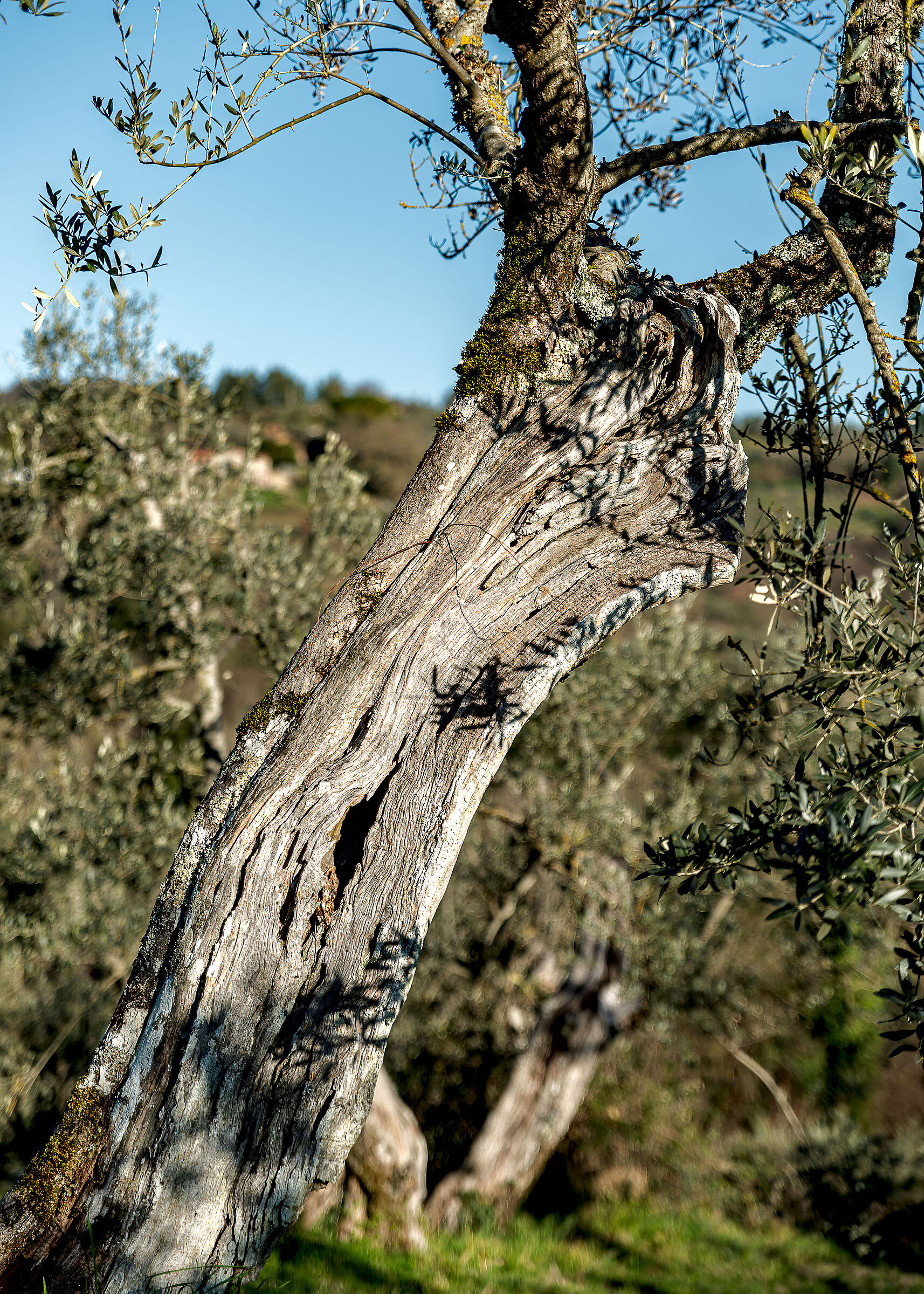 i nostri bonsai umbri