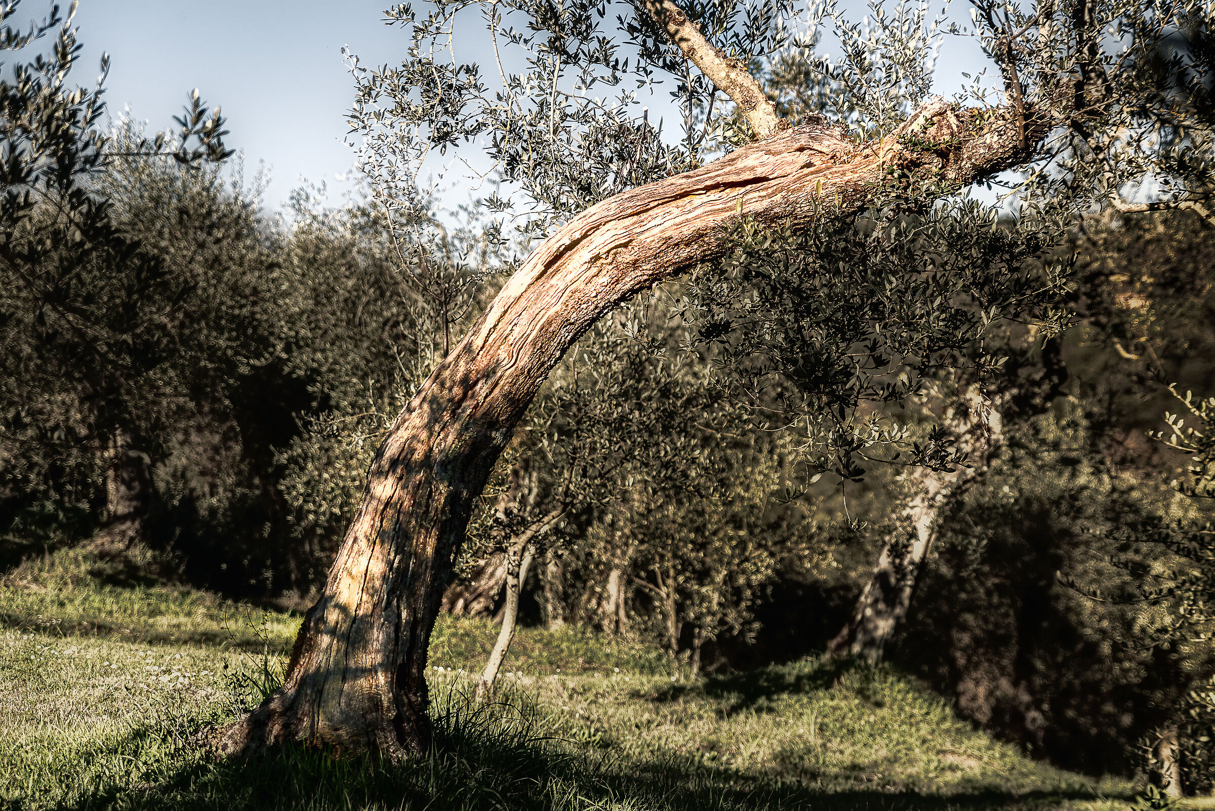 i nostri bonsai umbri