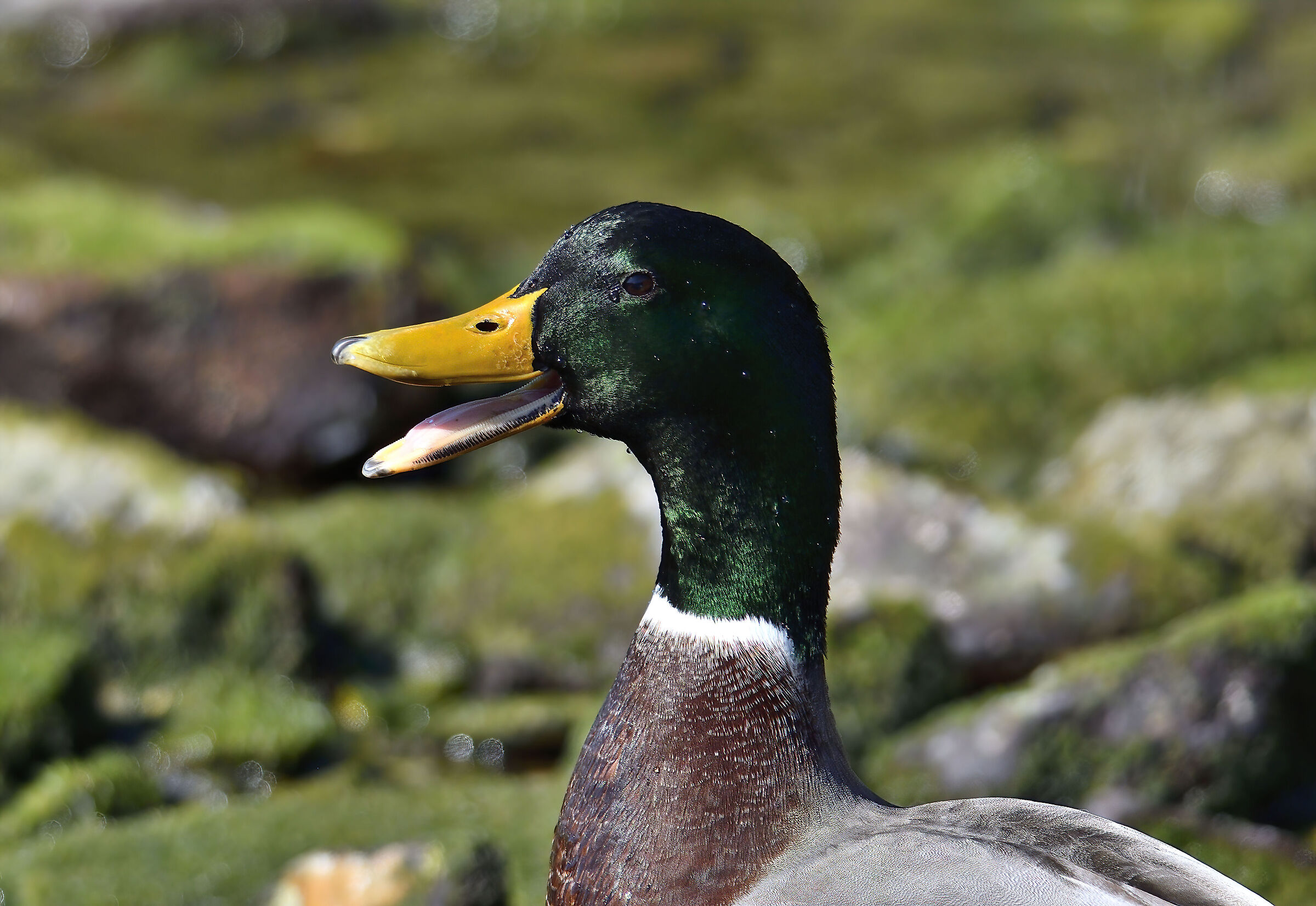 Duck laughing.....