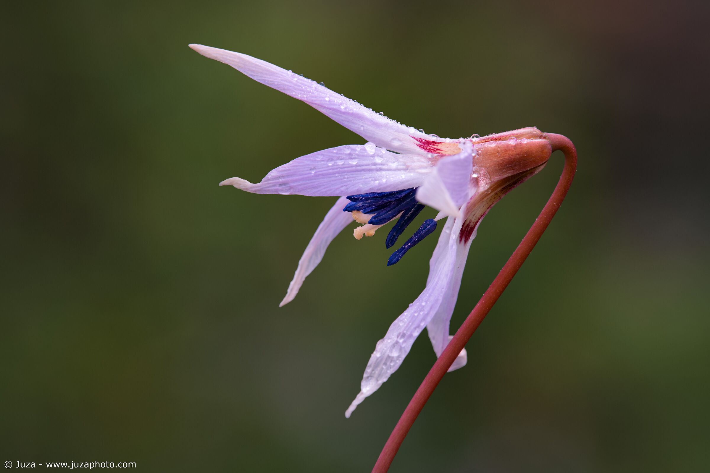 Erythronium dens-canis