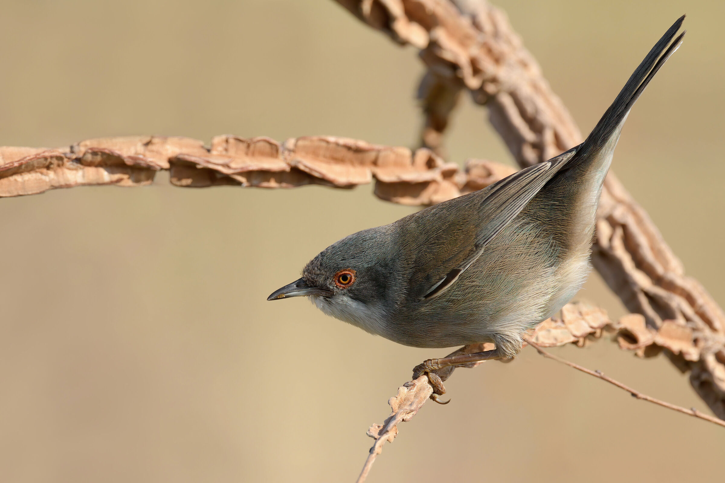 Occhiocotto (Sylvia melanocephala)