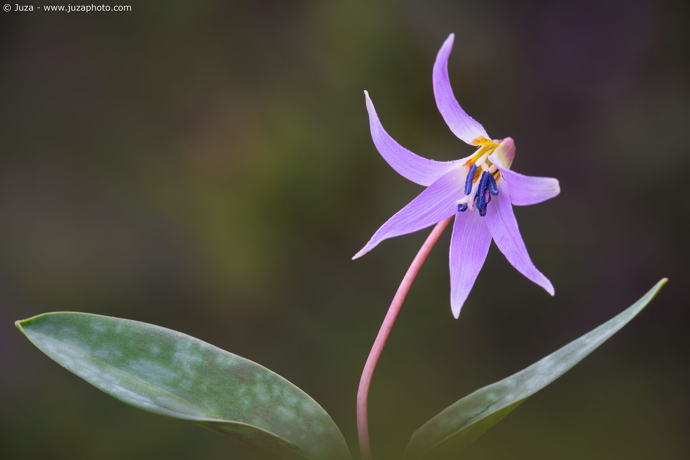 Erythronium dens-canis