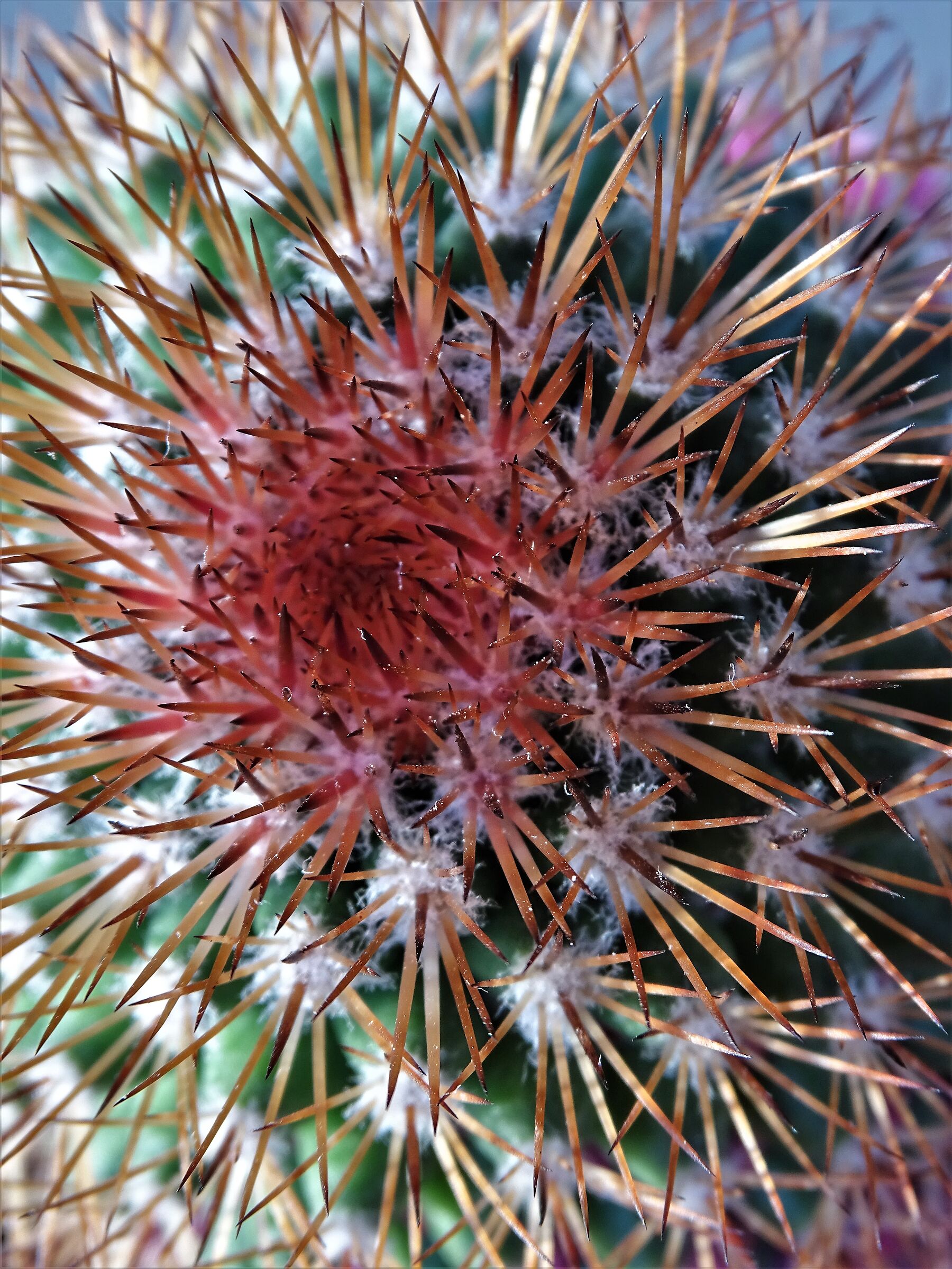 Cactus