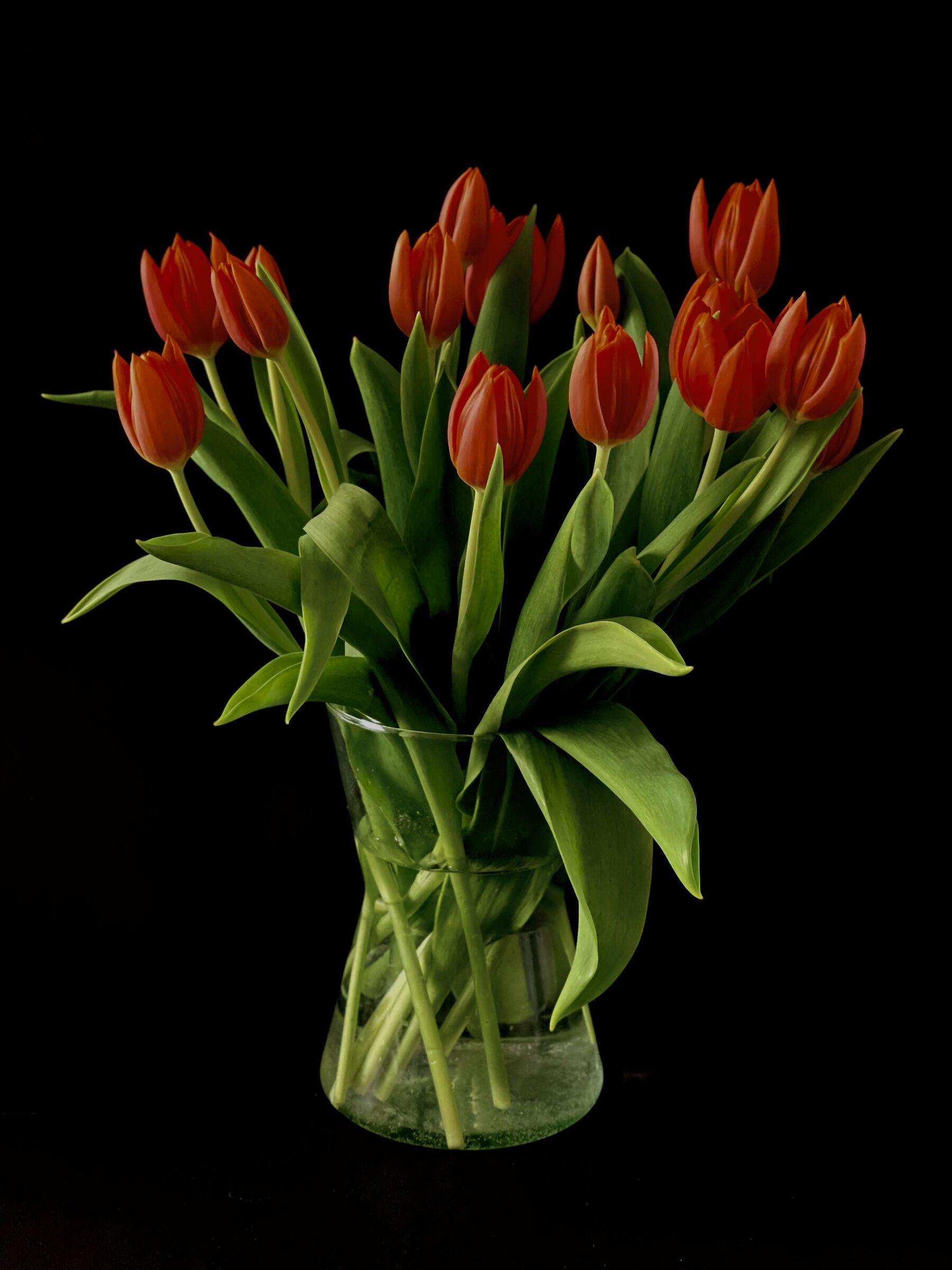 Tulipani