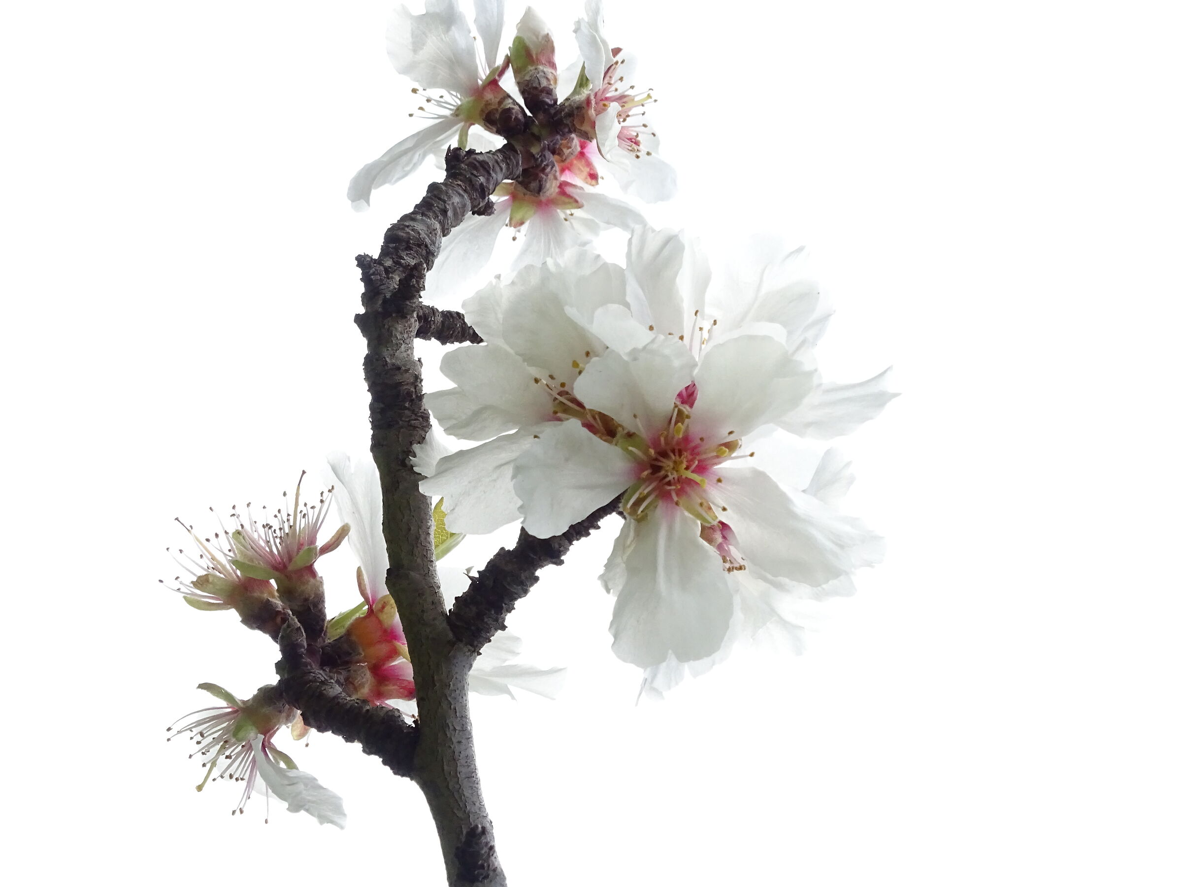 mandorlo in white encore