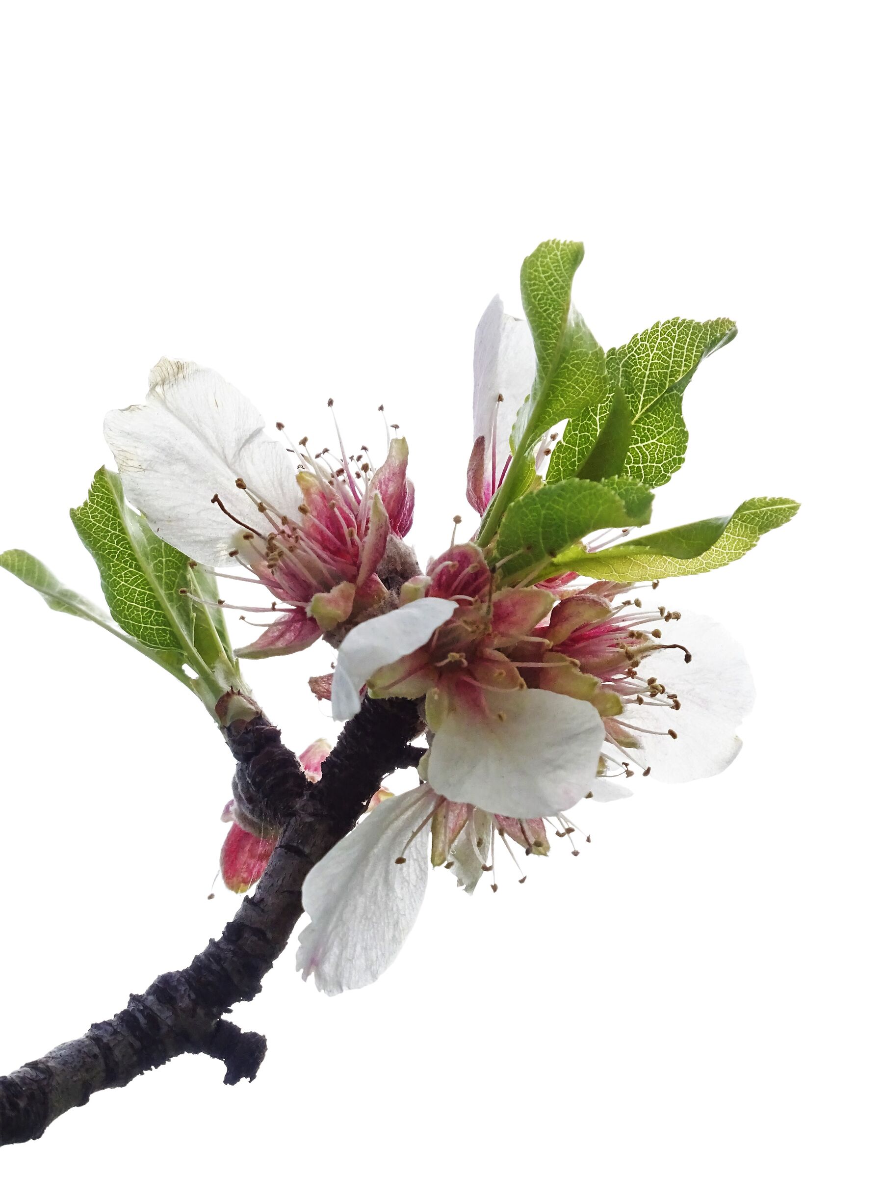 branch of mandorlo in white