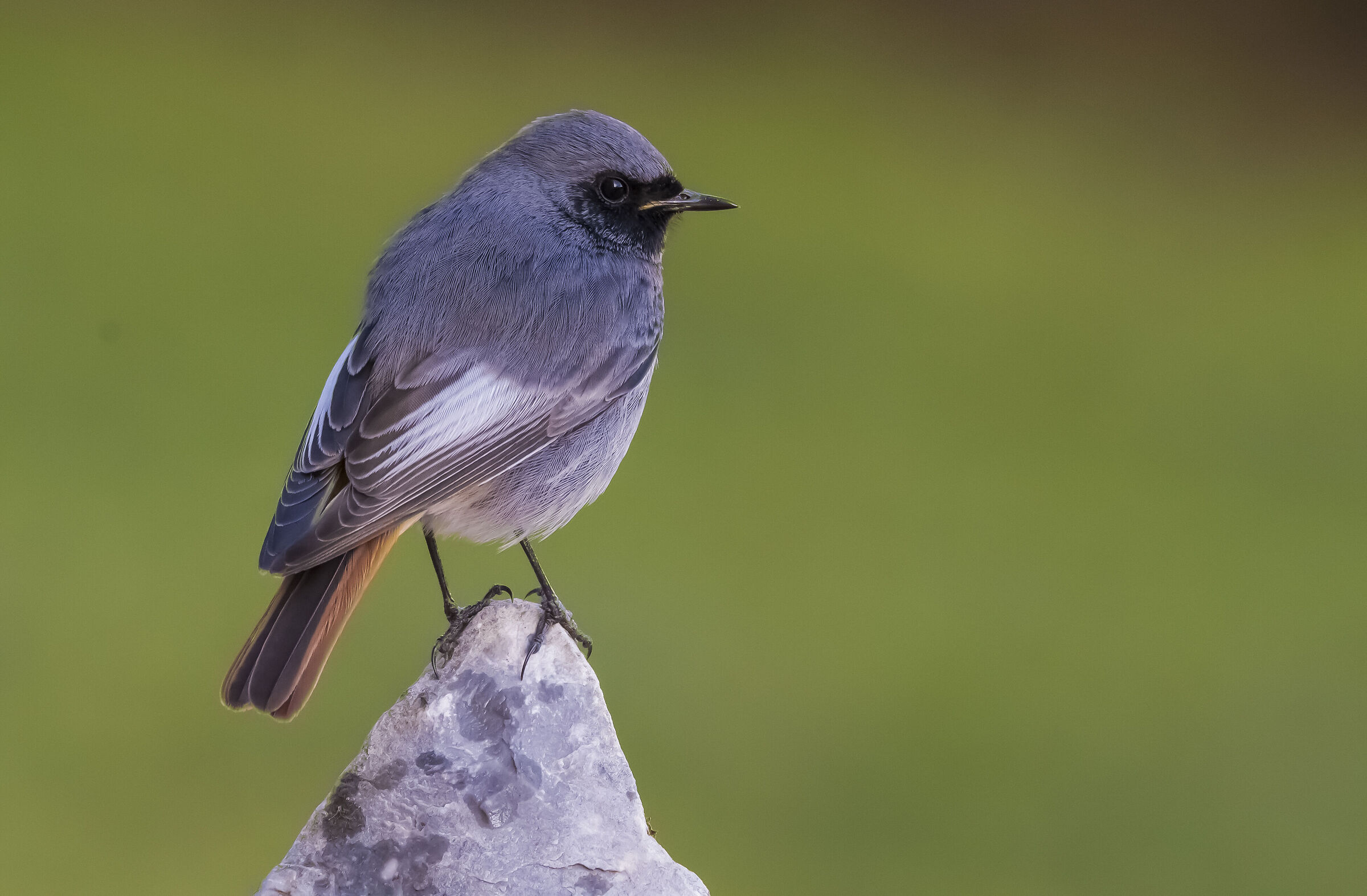 Codirosso spazzacamino