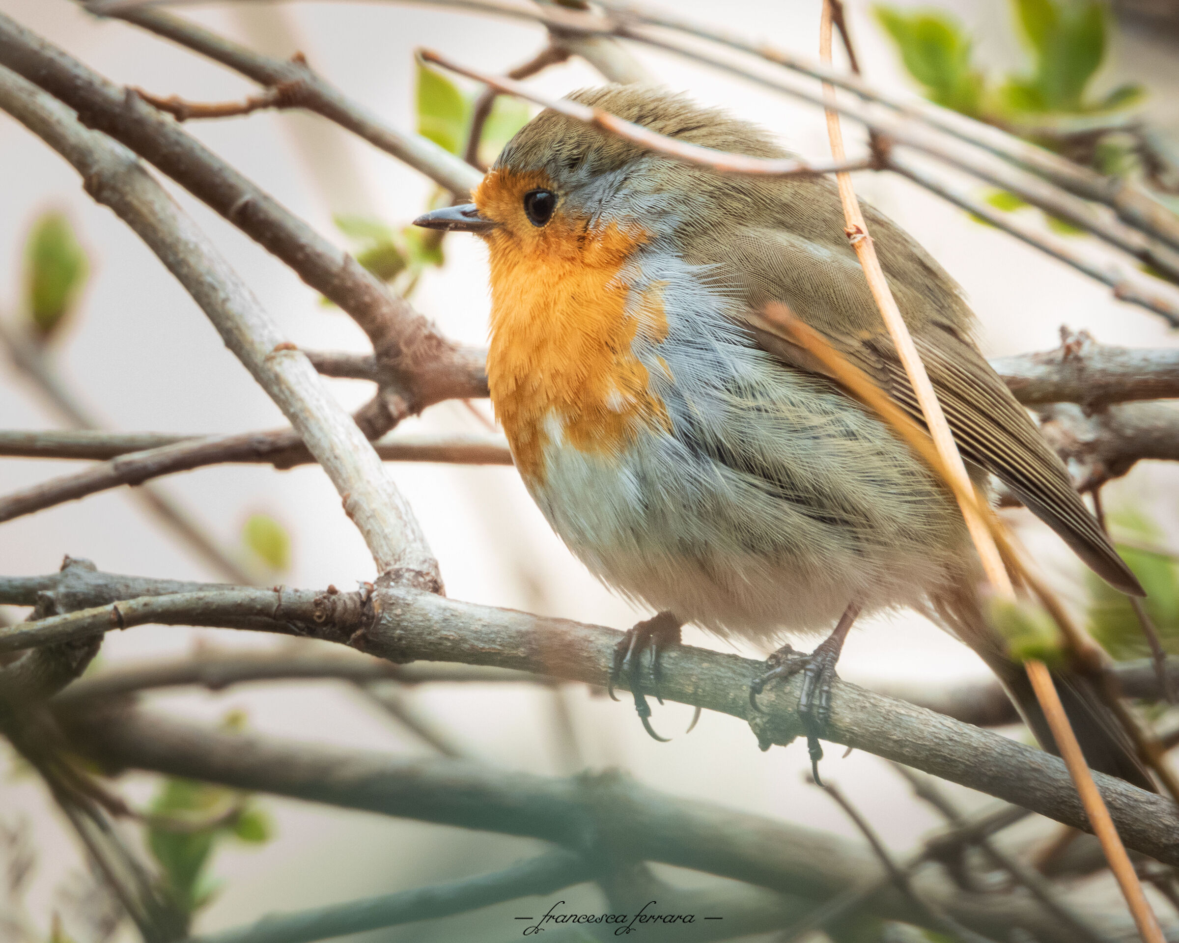 Pettirosso (Erithacus Rubecola)_11