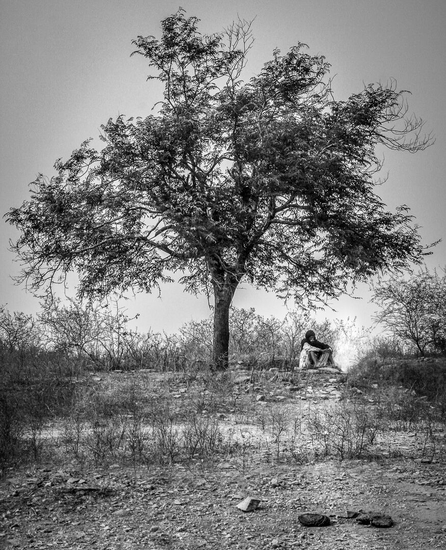 la poesia del vecchio Albero