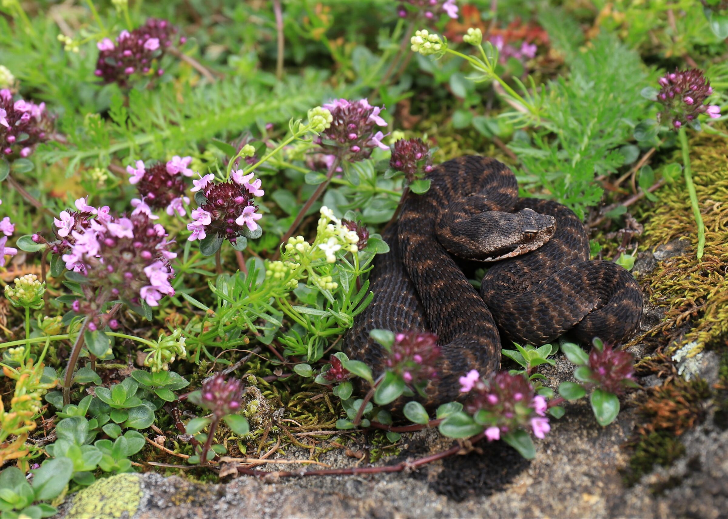 Vipera aspis aspis ex atra, femmina