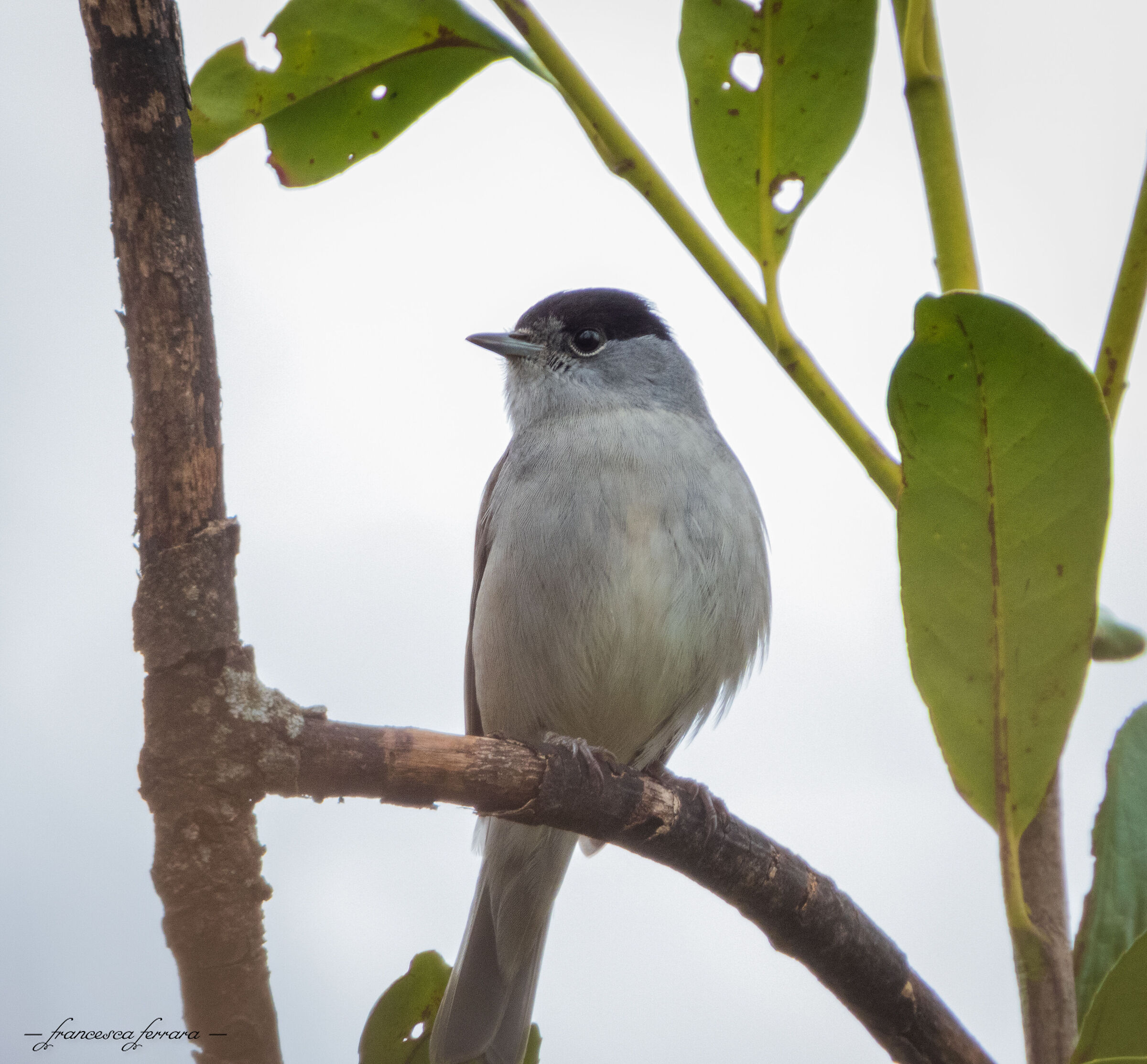Capinera maschio (Sylvia Atricapilla)_2