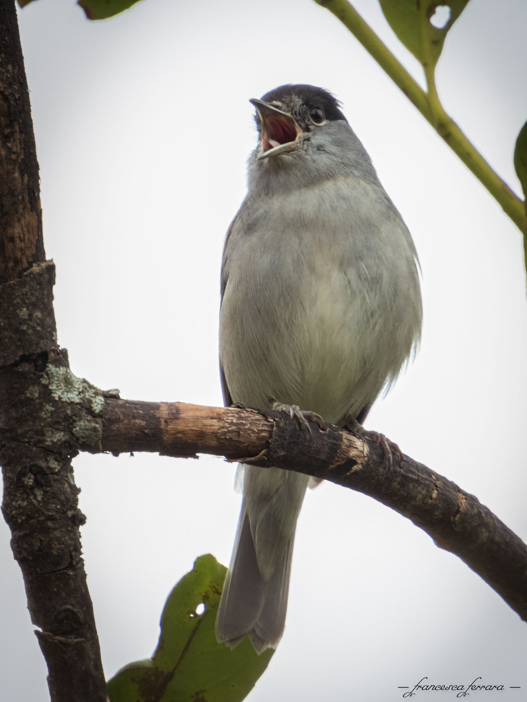 Capinera maschio (Sylvia Atricapilla)_3