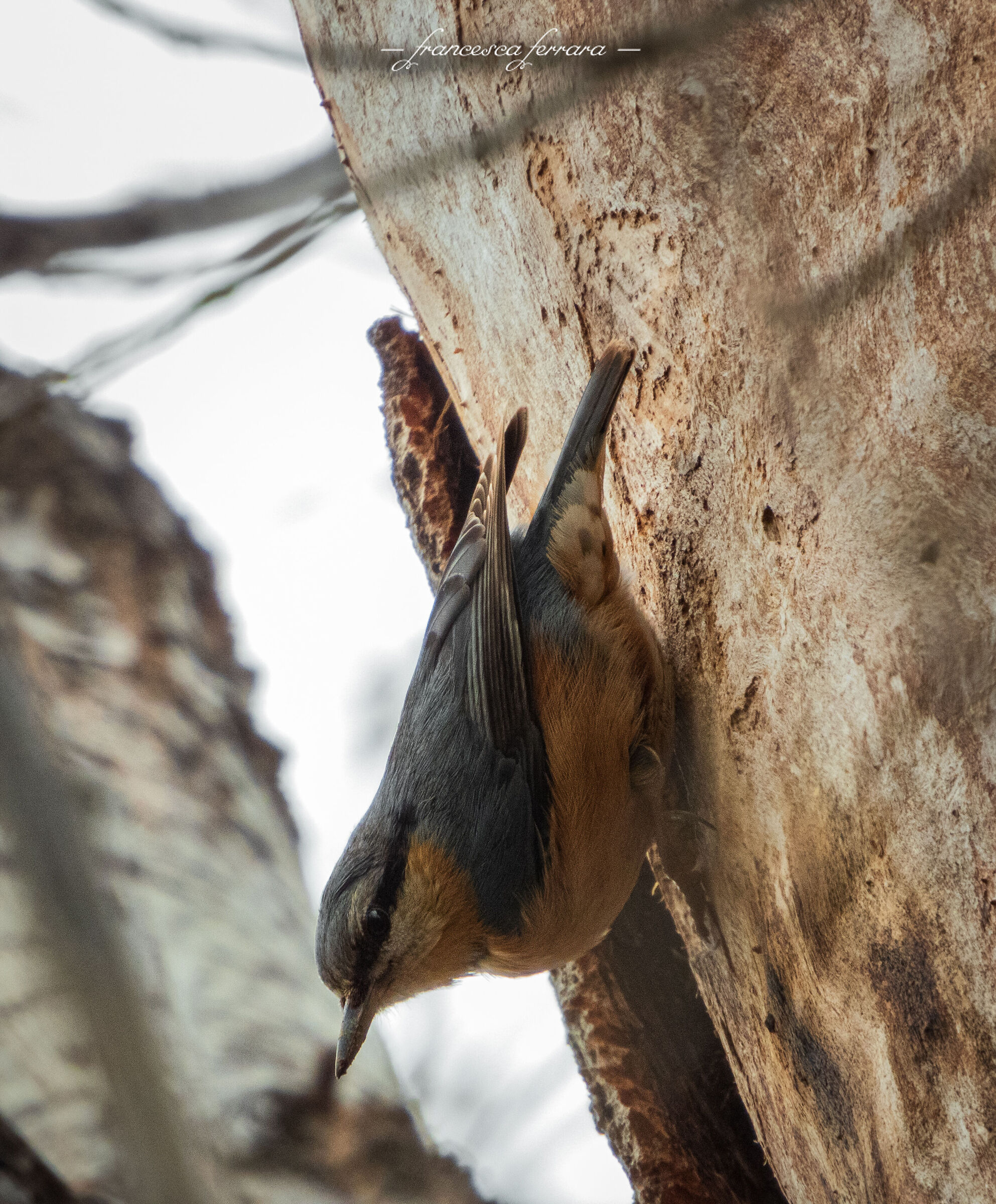 Picchio Muratore (Sitta Europaea)
