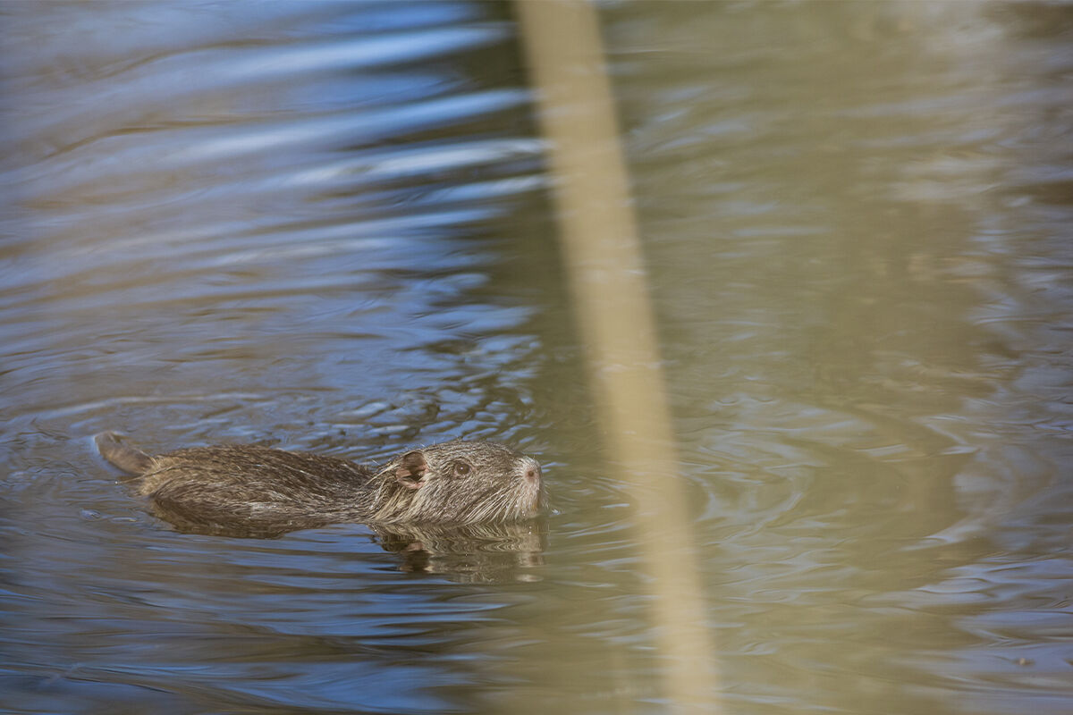 Nutria