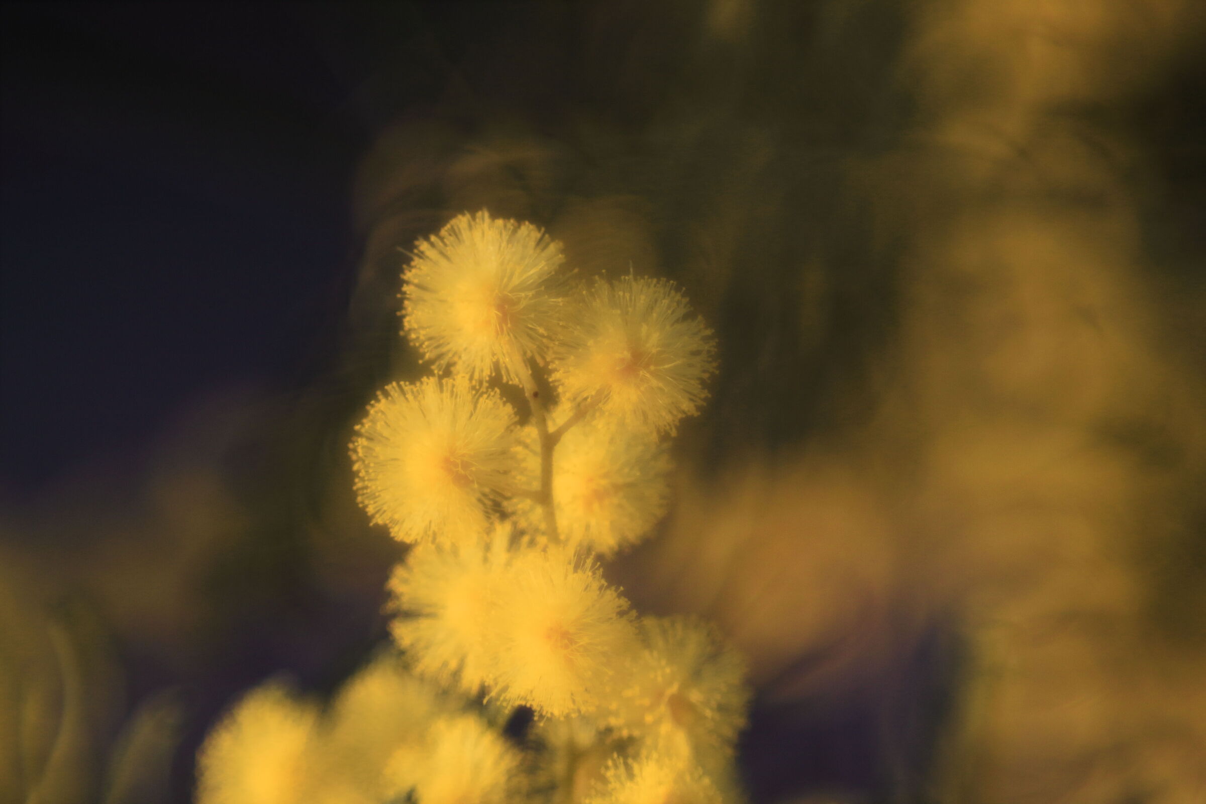 Mimosa