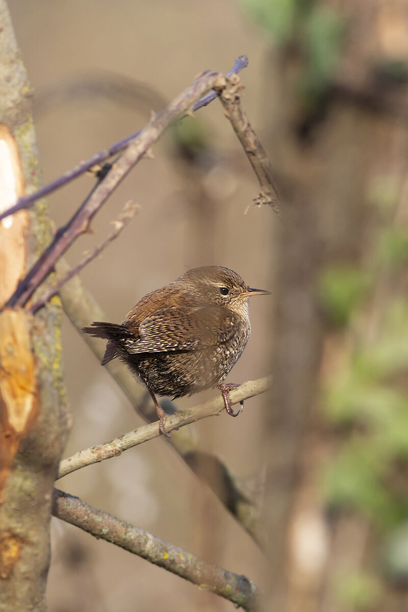 Wren
